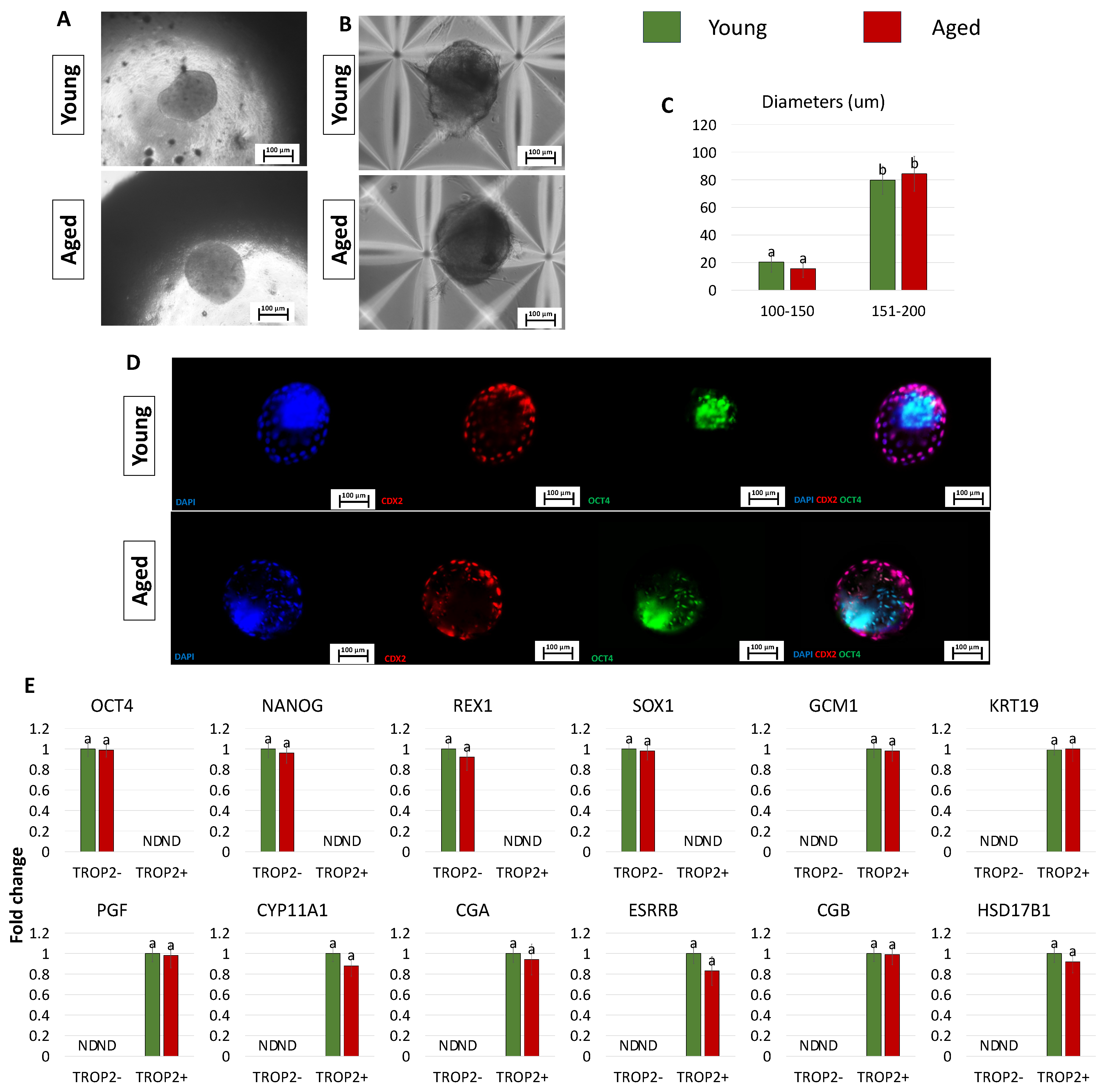 Cells 13 00628 g005 Cells 13 00628 g005