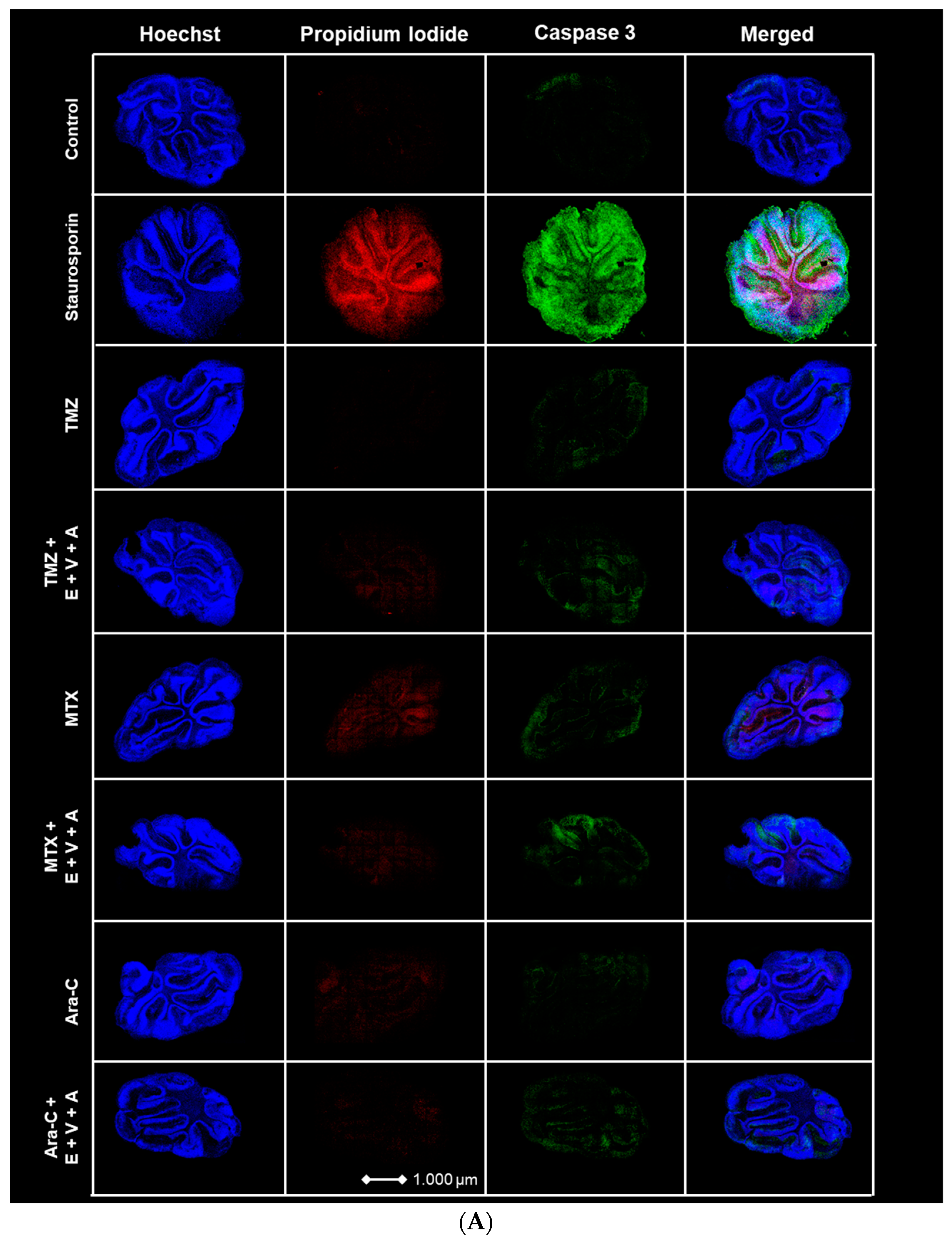 Cells 13 00632 g010a