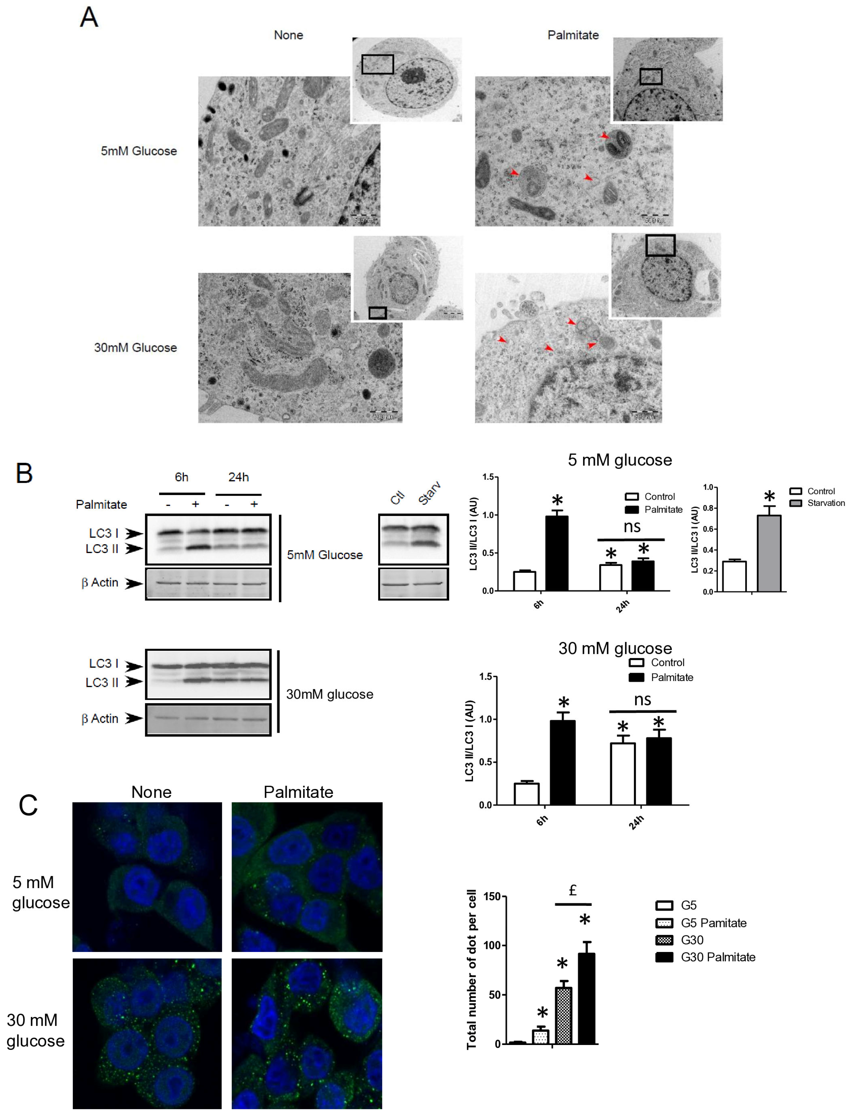 Cells 13 00636 g001a