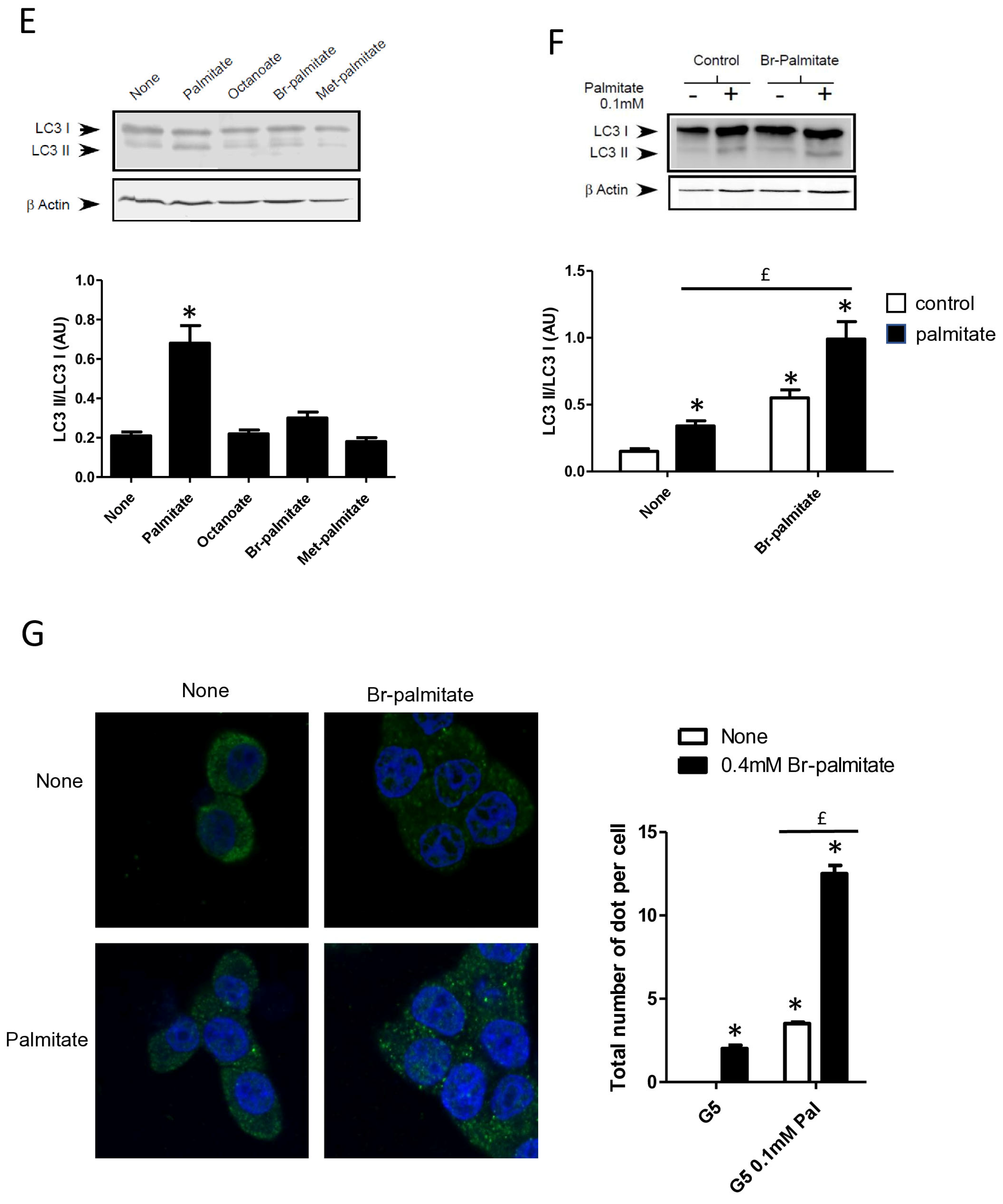Cells 13 00636 g003b