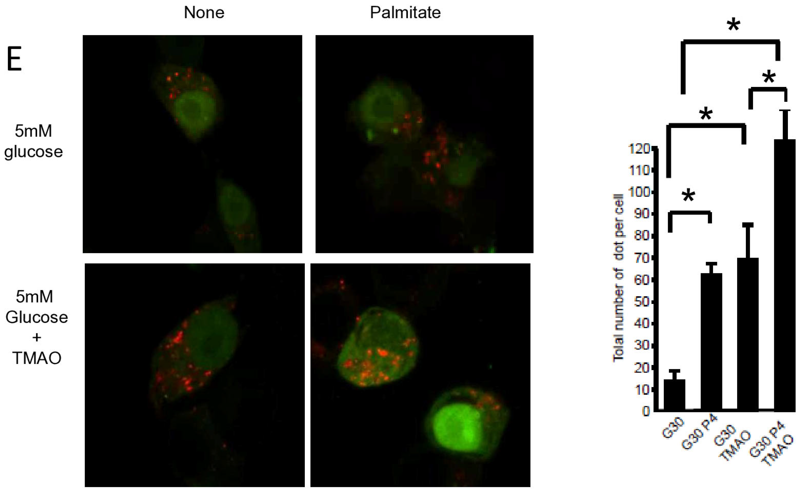 Cells 13 00636 g004b
