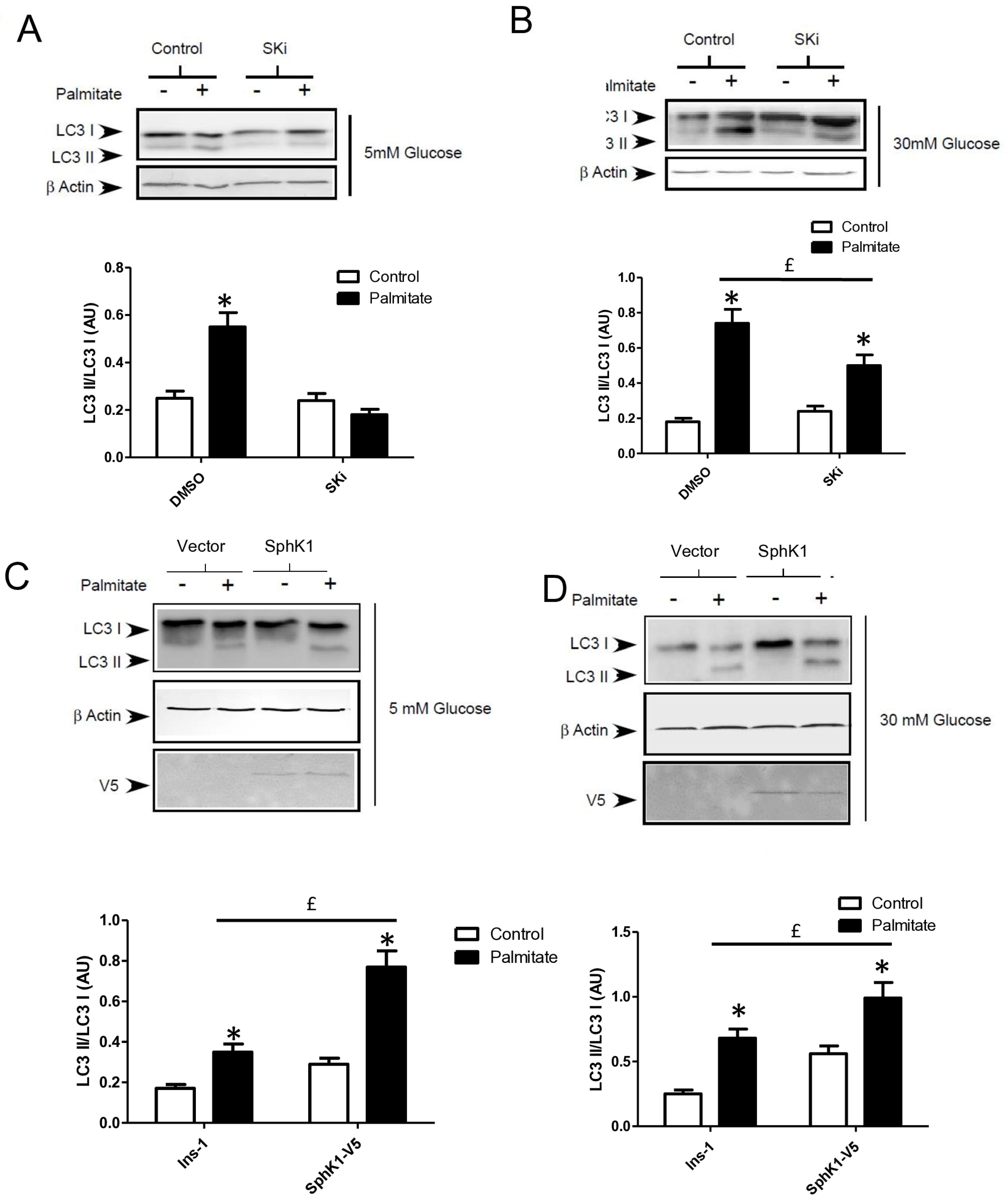 Cells 13 00636 g006a