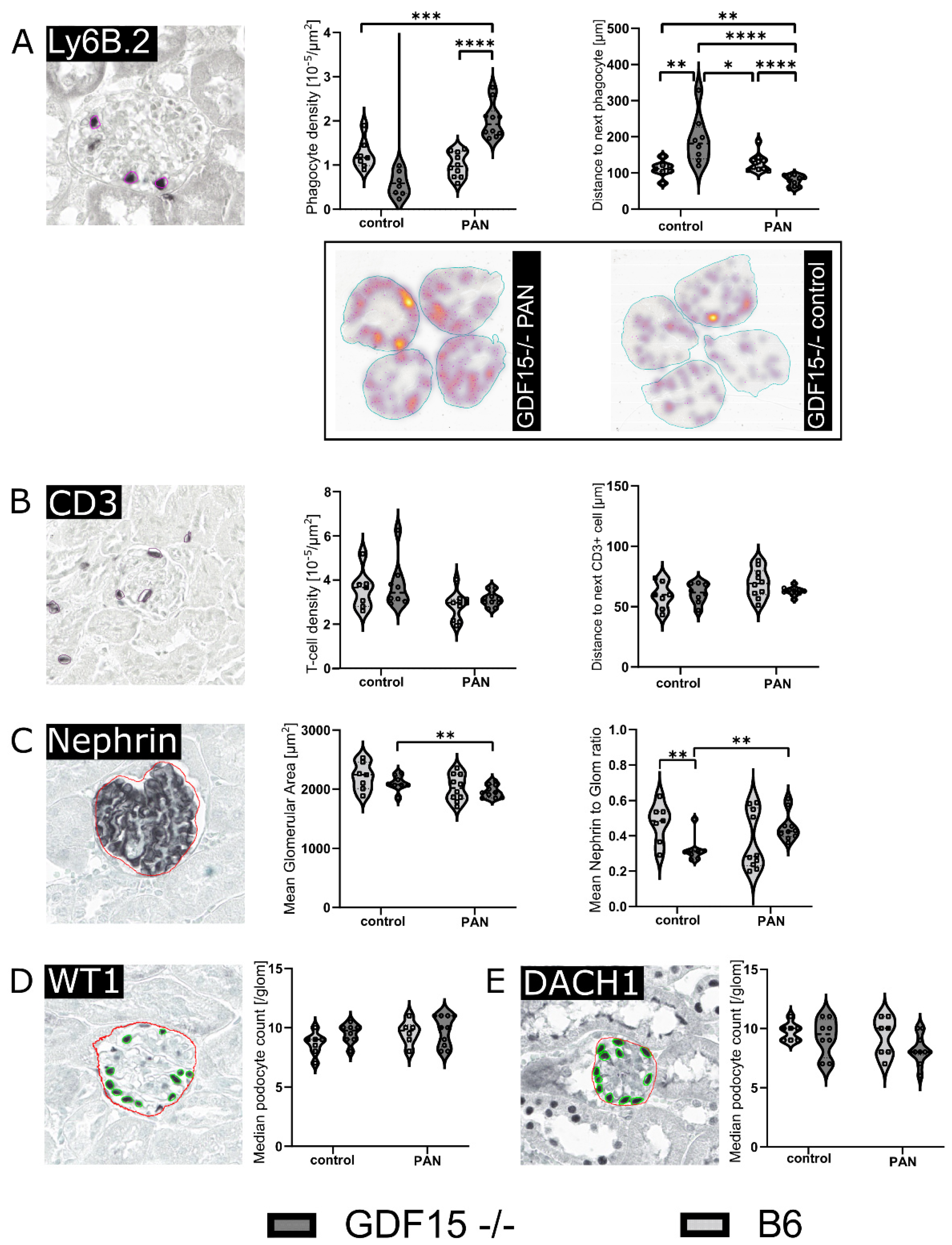 Cells 13 00637 g008 Cells 13 00637 g008