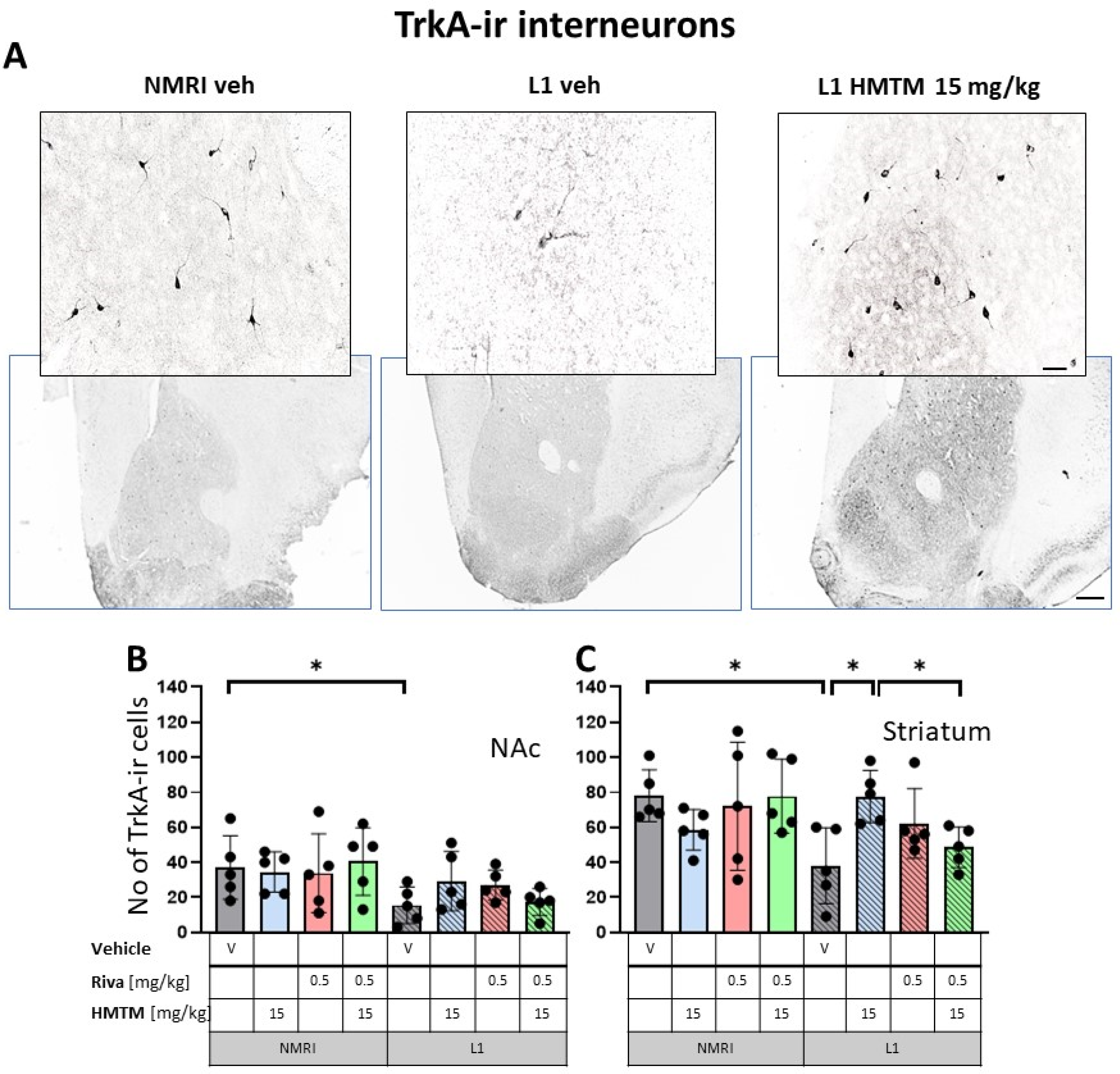 Cells 13 00642 g004 Cells 13 00642 g004
