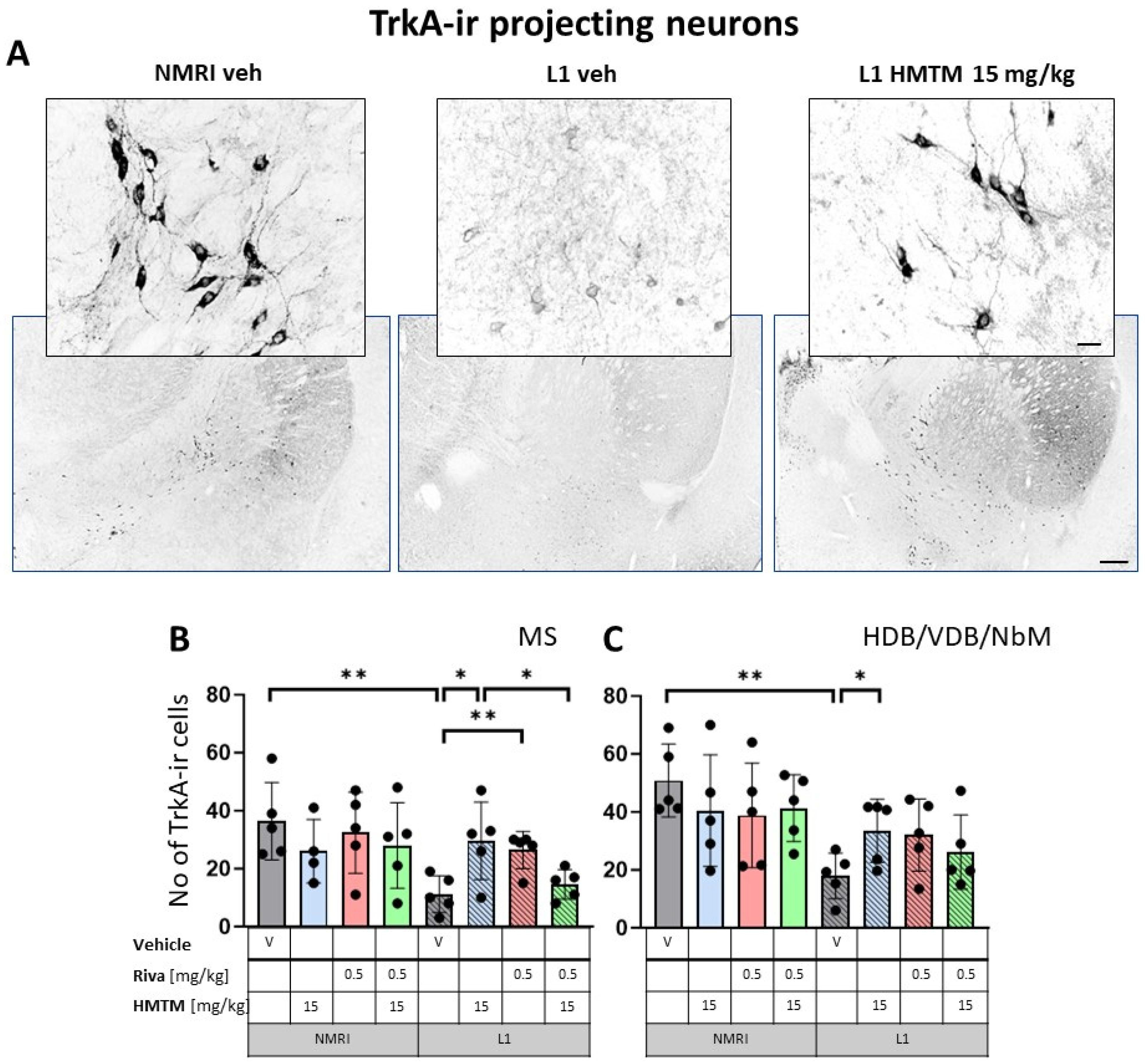 Cells 13 00642 g005 Cells 13 00642 g005