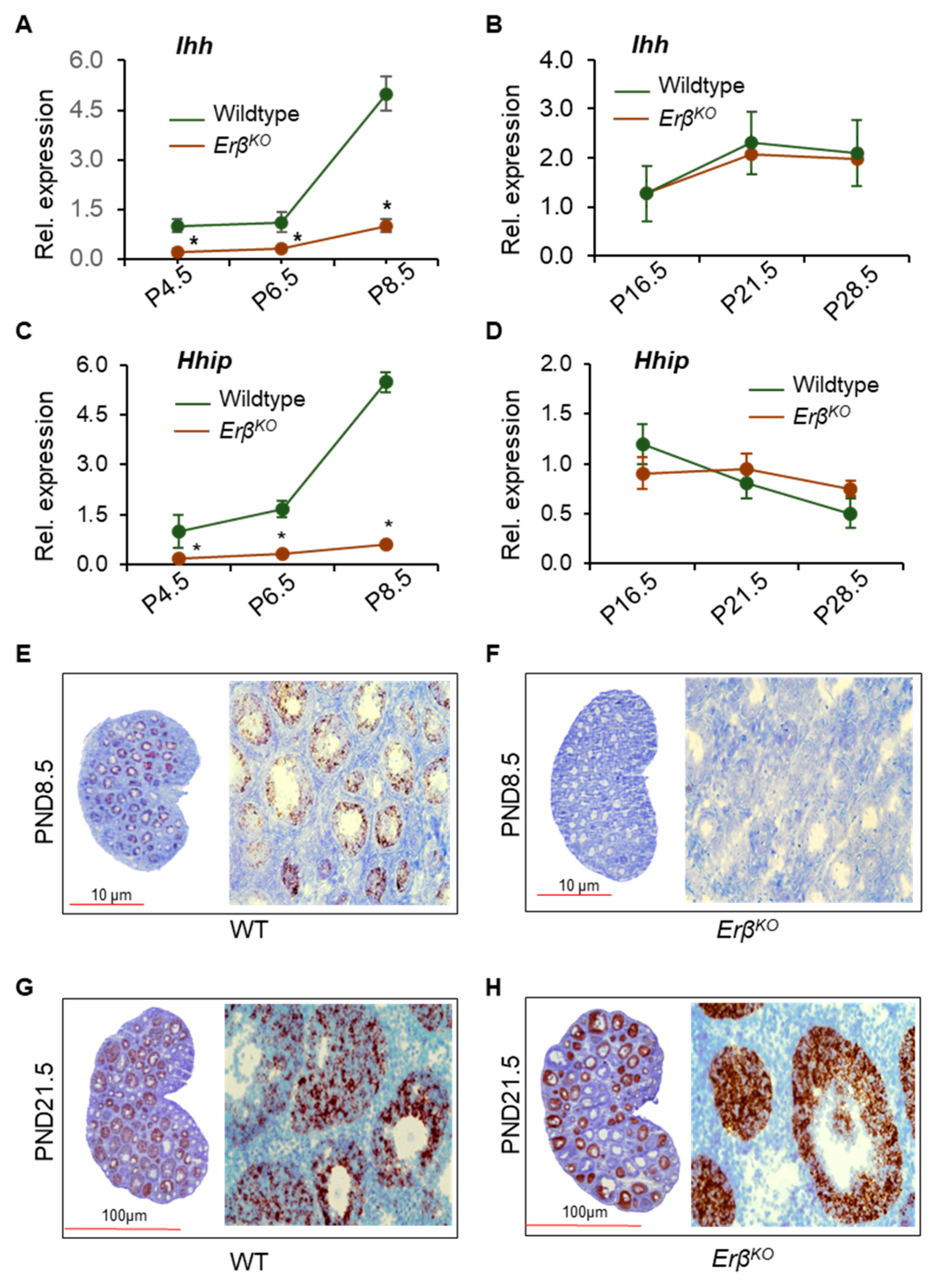 Cells 13 00644 g005 Cells 13 00644 g005