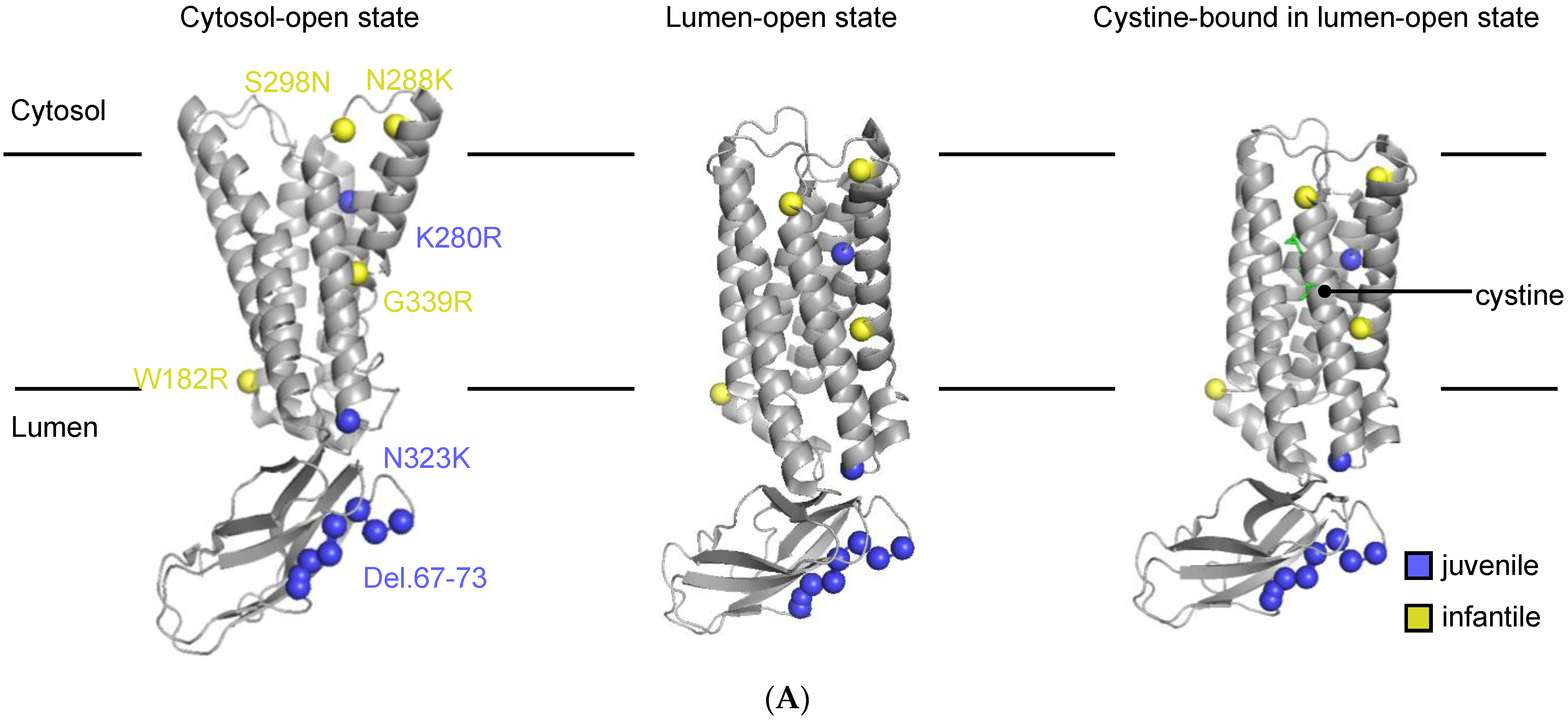 Cells 13 00646 g001a Cells 13 00646 g001a