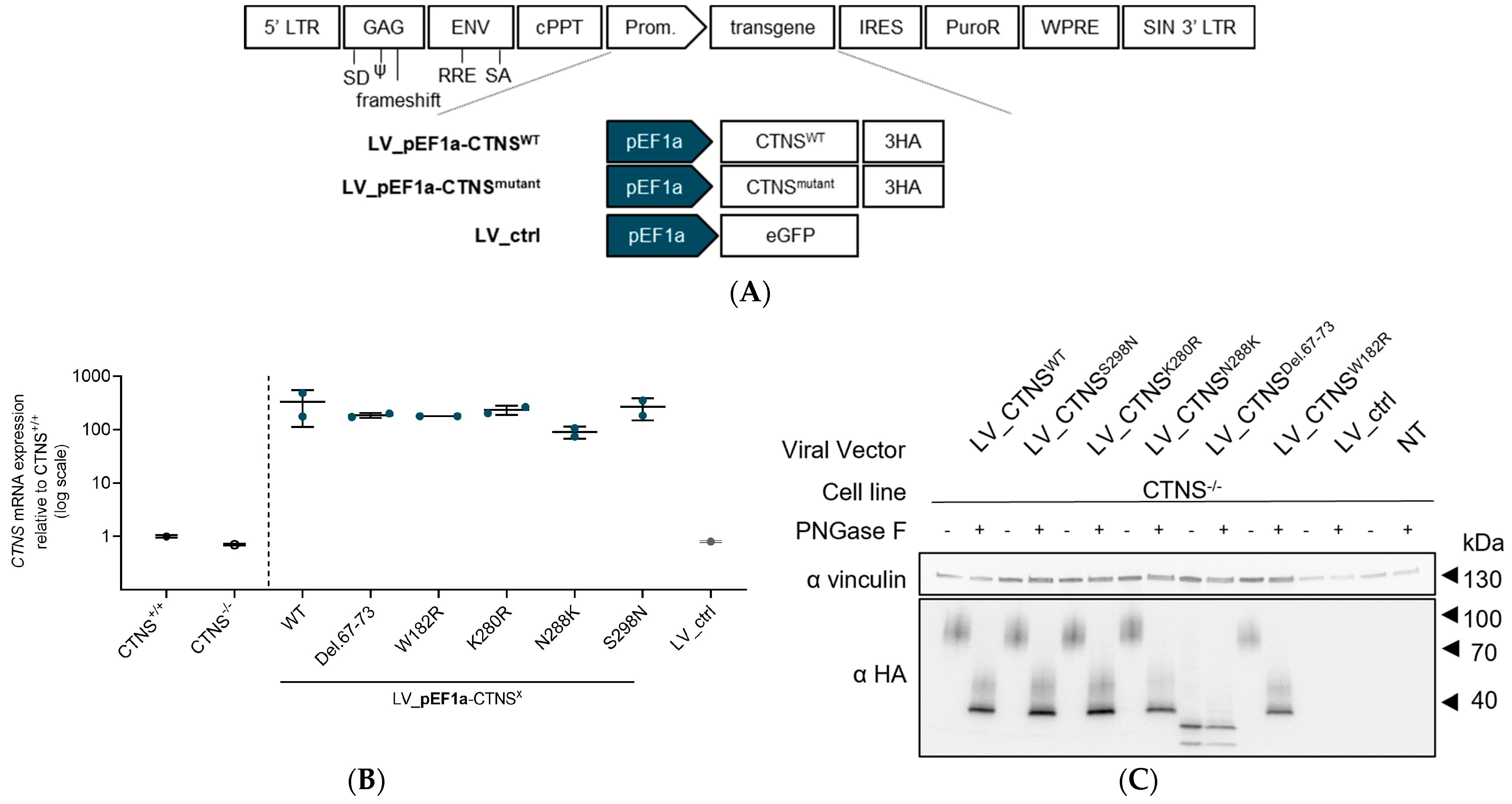 Cells 13 00646 g002a Cells 13 00646 g002a