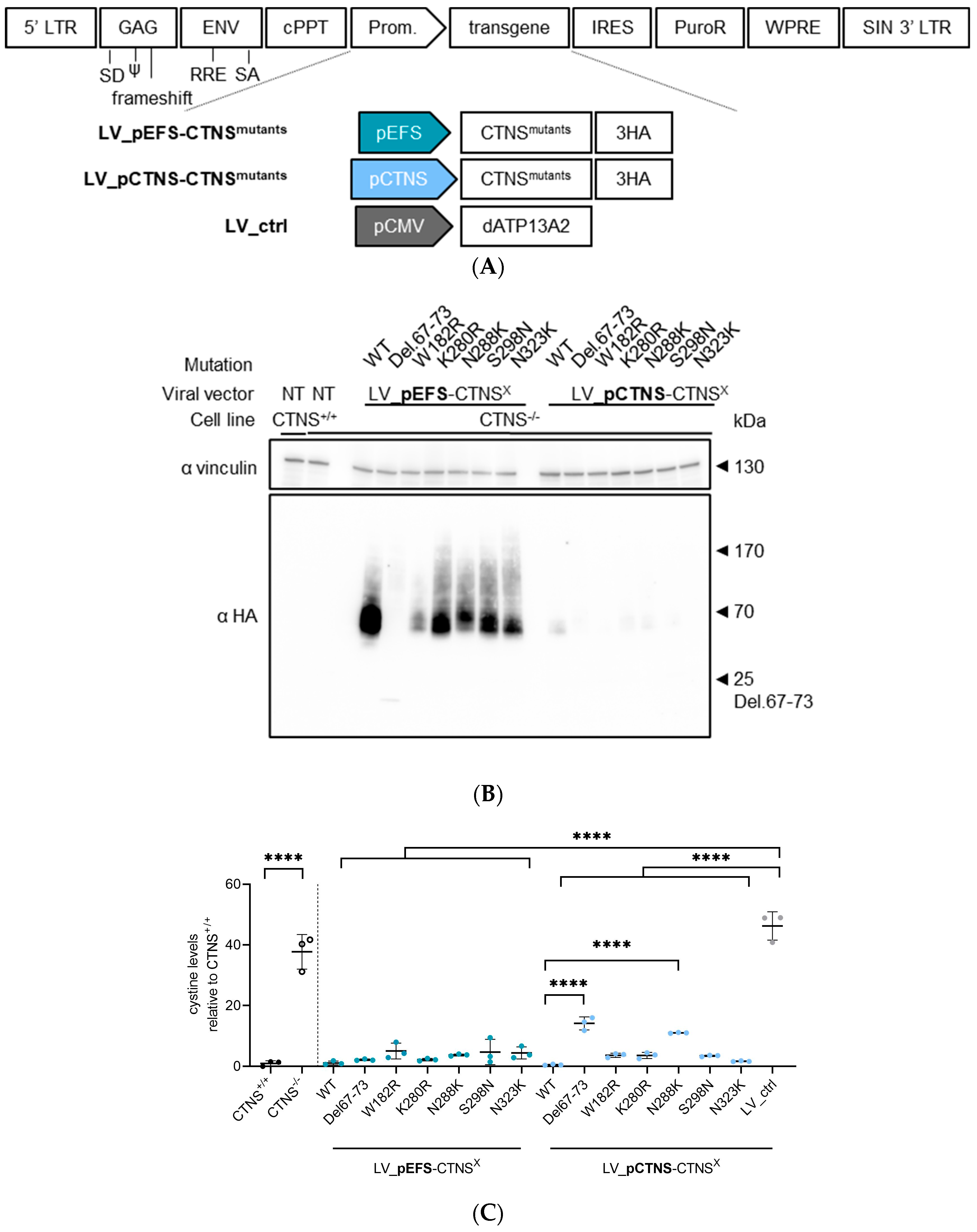 Cells 13 00646 g004 Cells 13 00646 g004