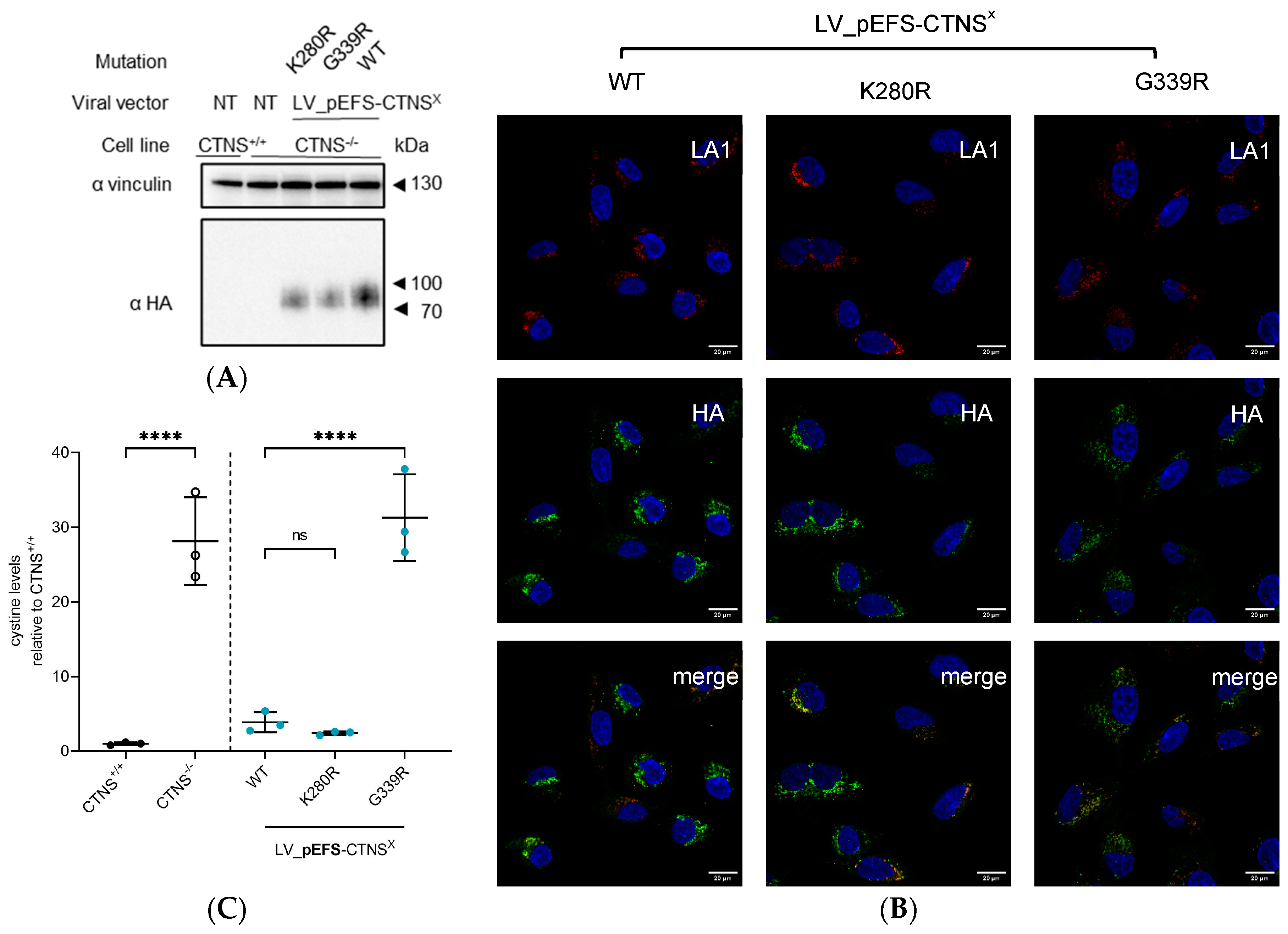 Cells 13 00646 g005 Cells 13 00646 g005