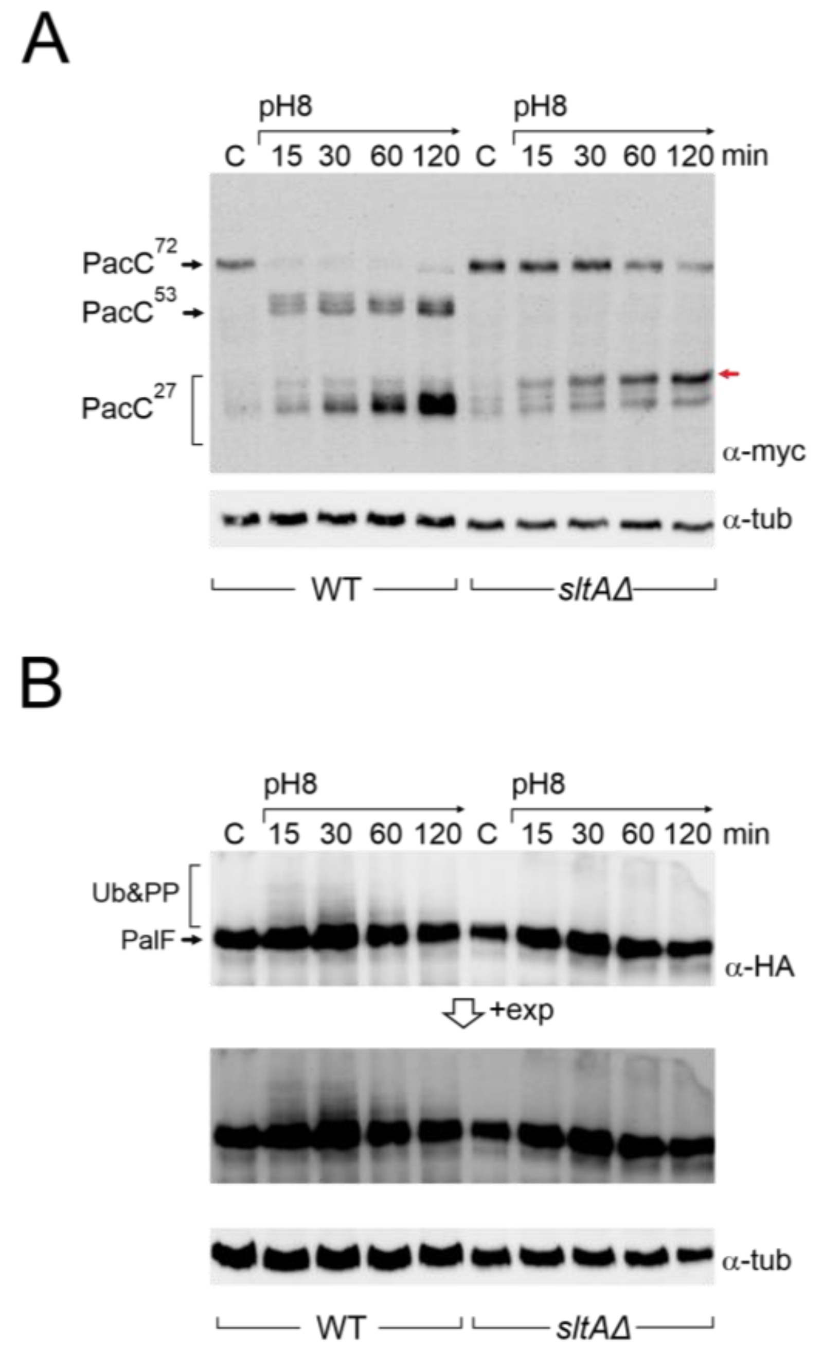 Cells 13 00651 g002 Cells 13 00651 g002