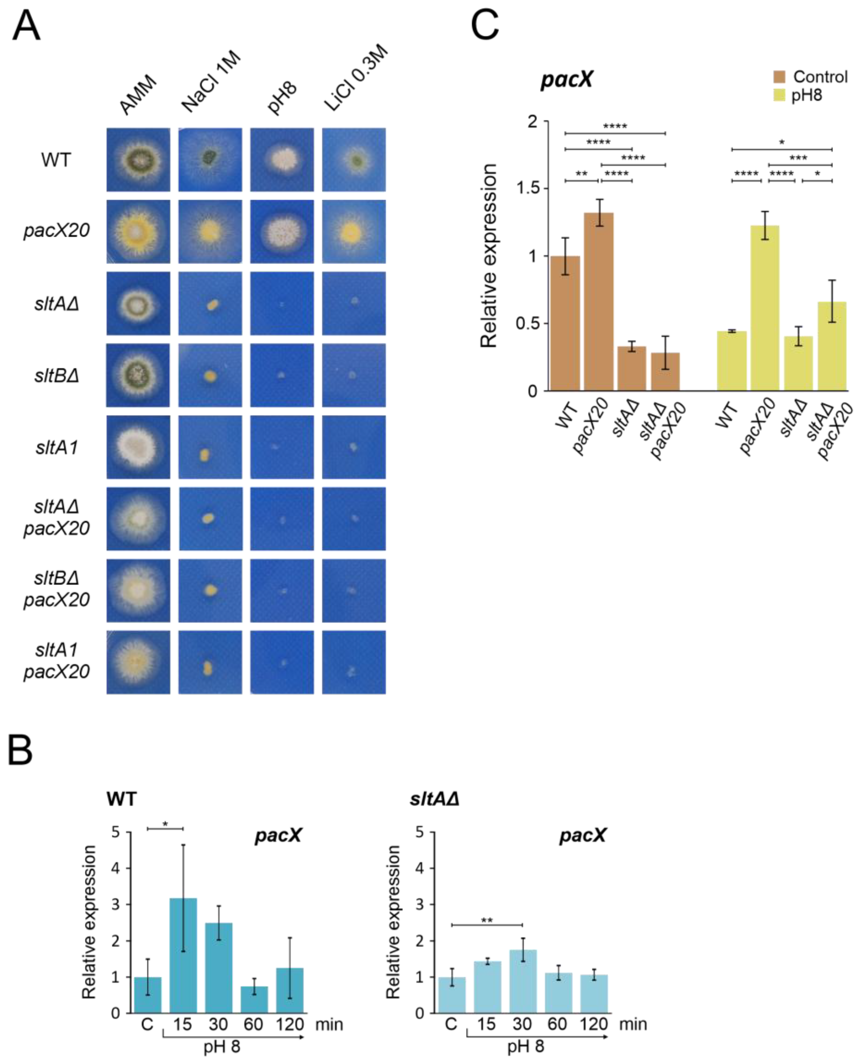 Cells 13 00651 g003 Cells 13 00651 g003