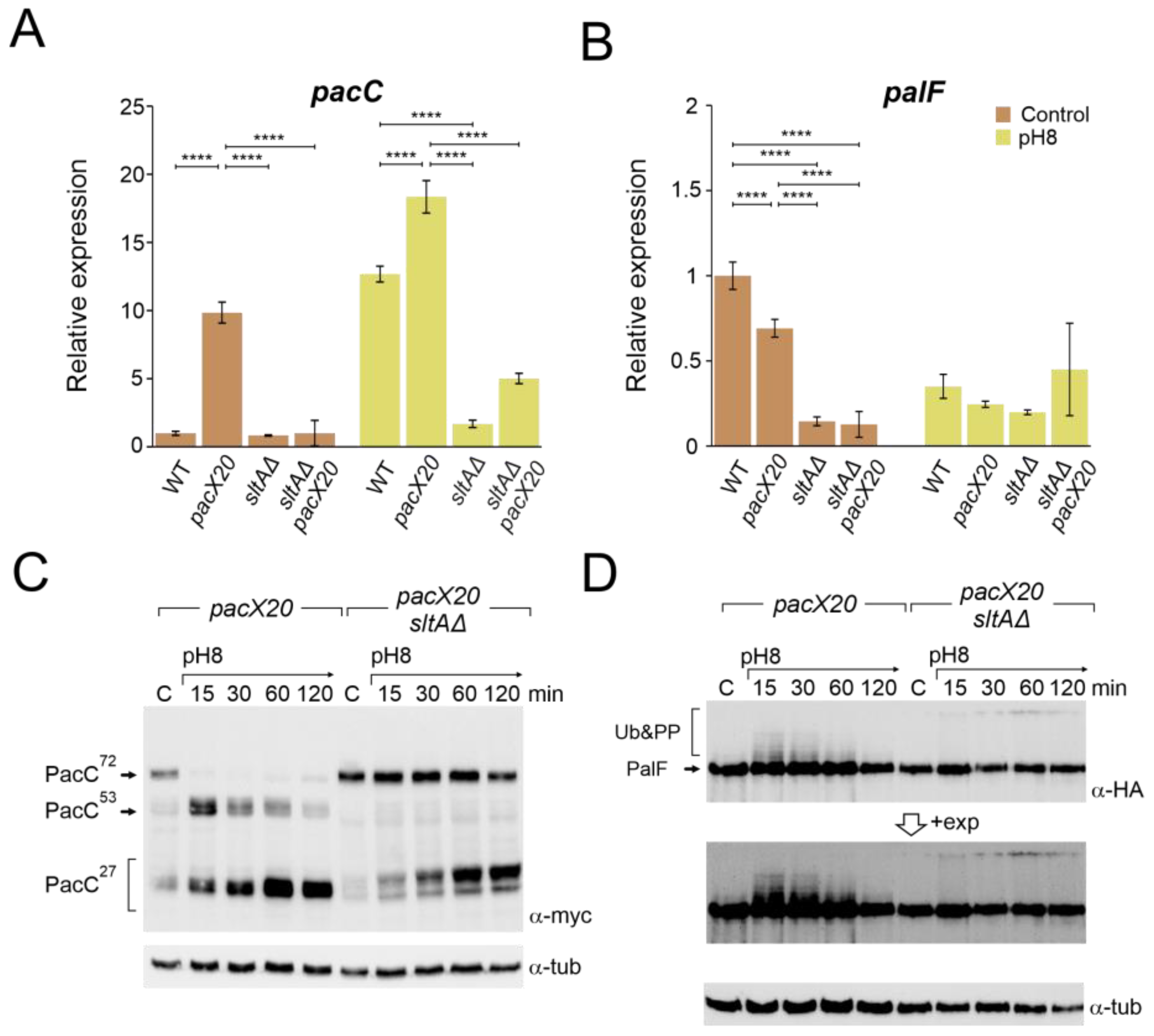 Cells 13 00651 g004 Cells 13 00651 g004