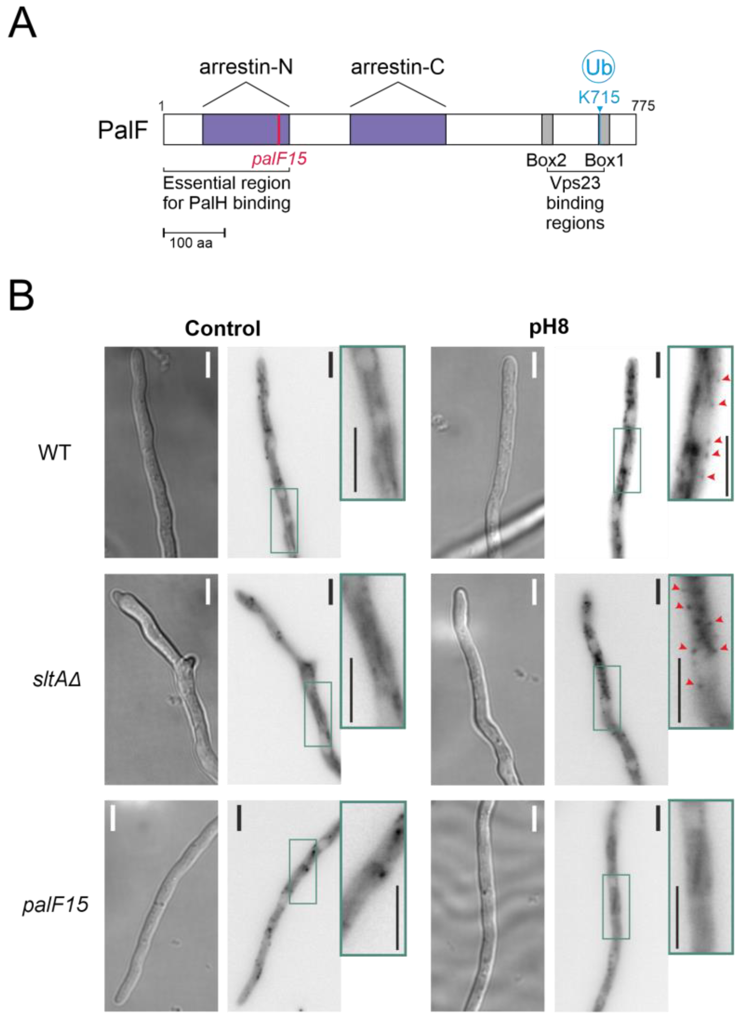 Cells 13 00651 g005 Cells 13 00651 g005