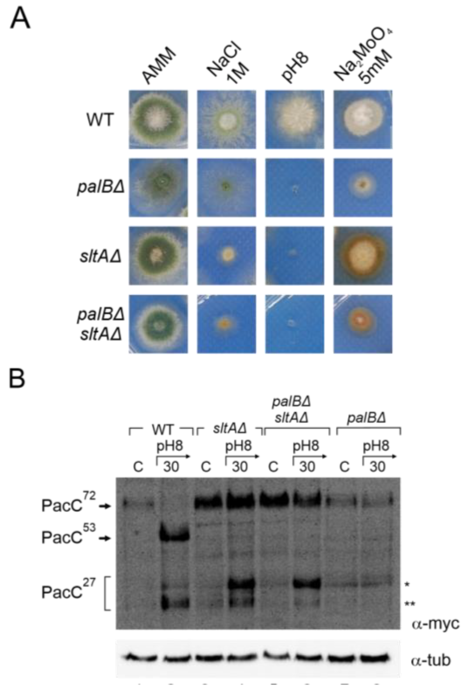 Cells 13 00651 g006 Cells 13 00651 g006