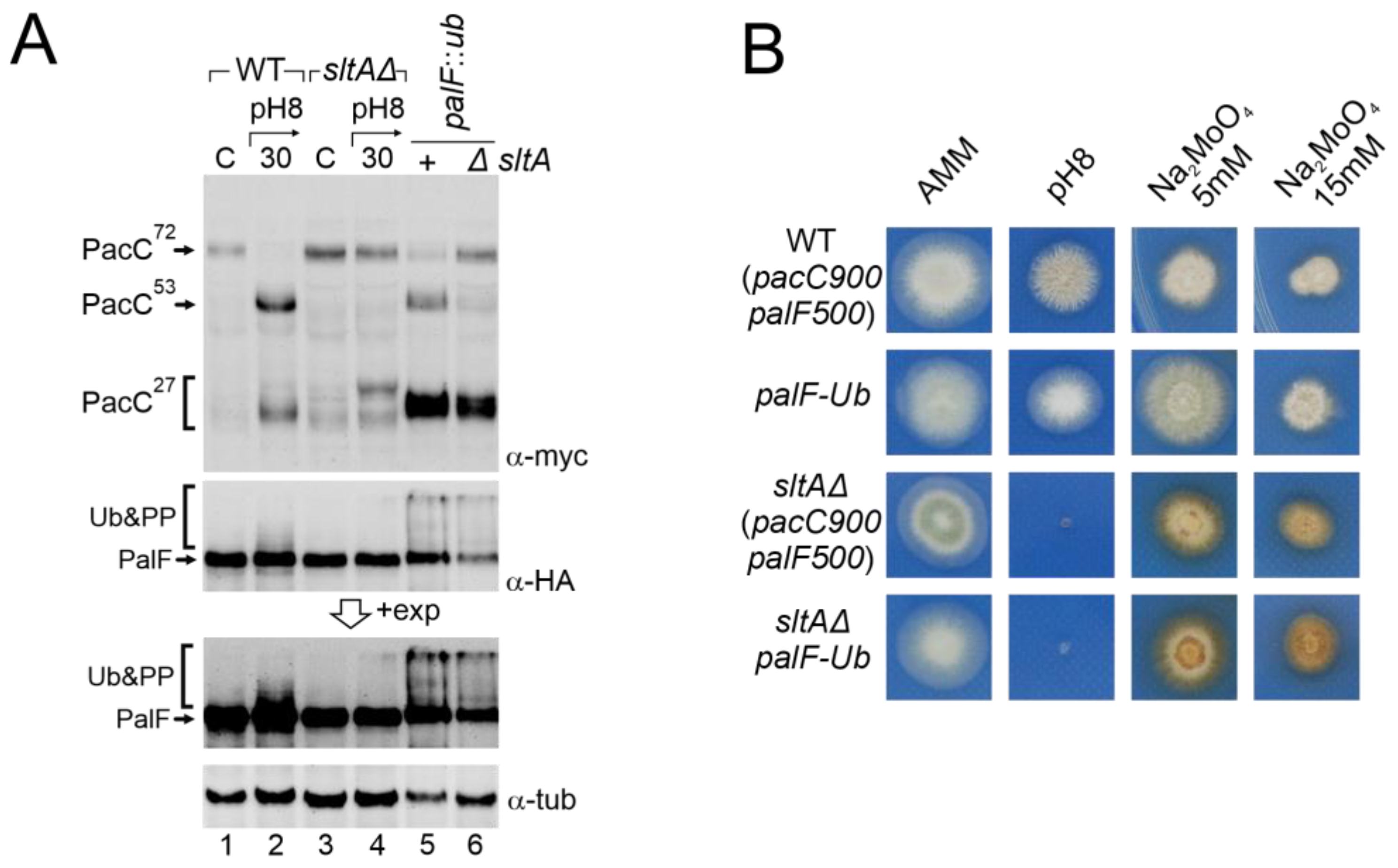 Cells 13 00651 g007 Cells 13 00651 g007