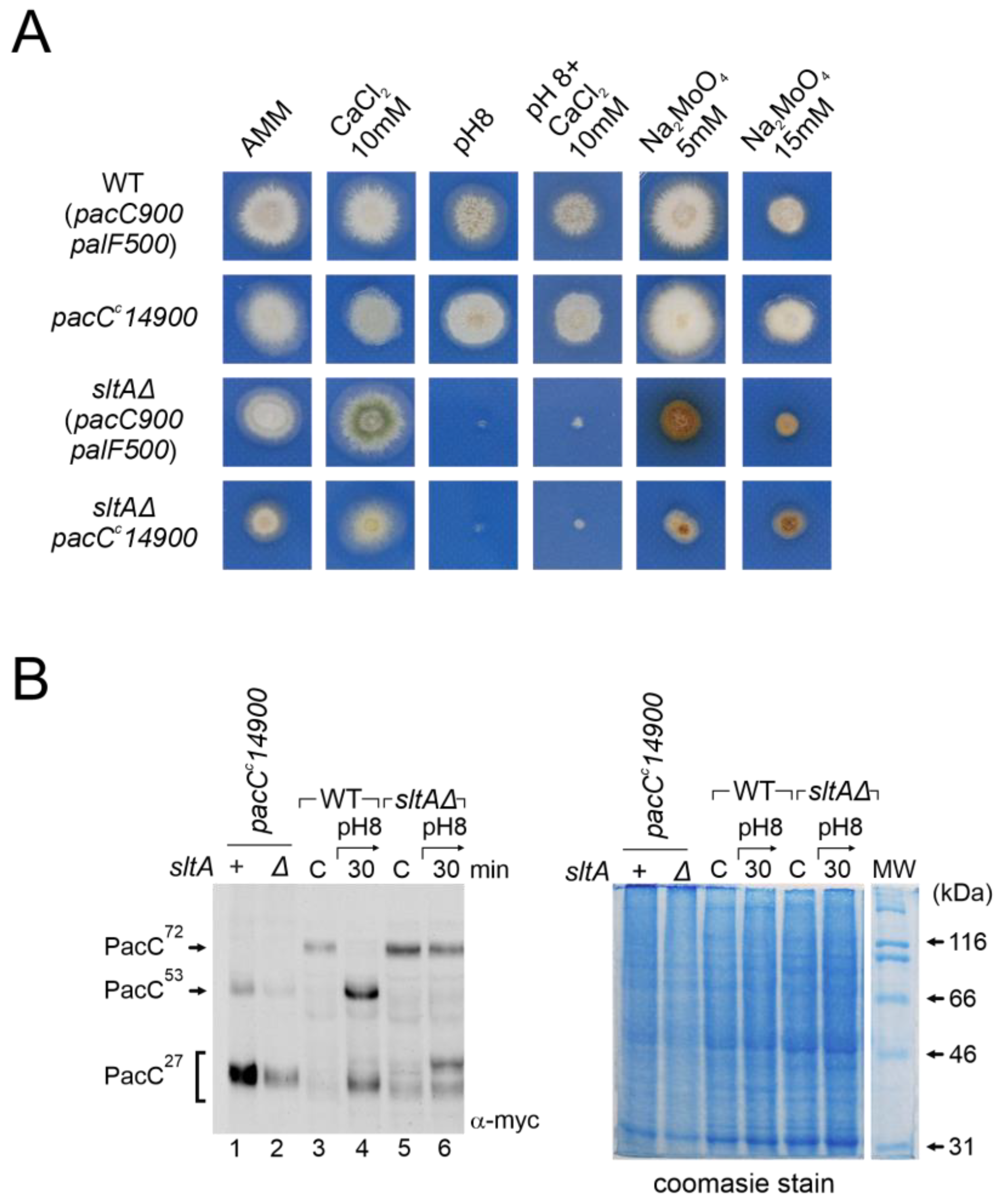 Cells 13 00651 g008 Cells 13 00651 g008