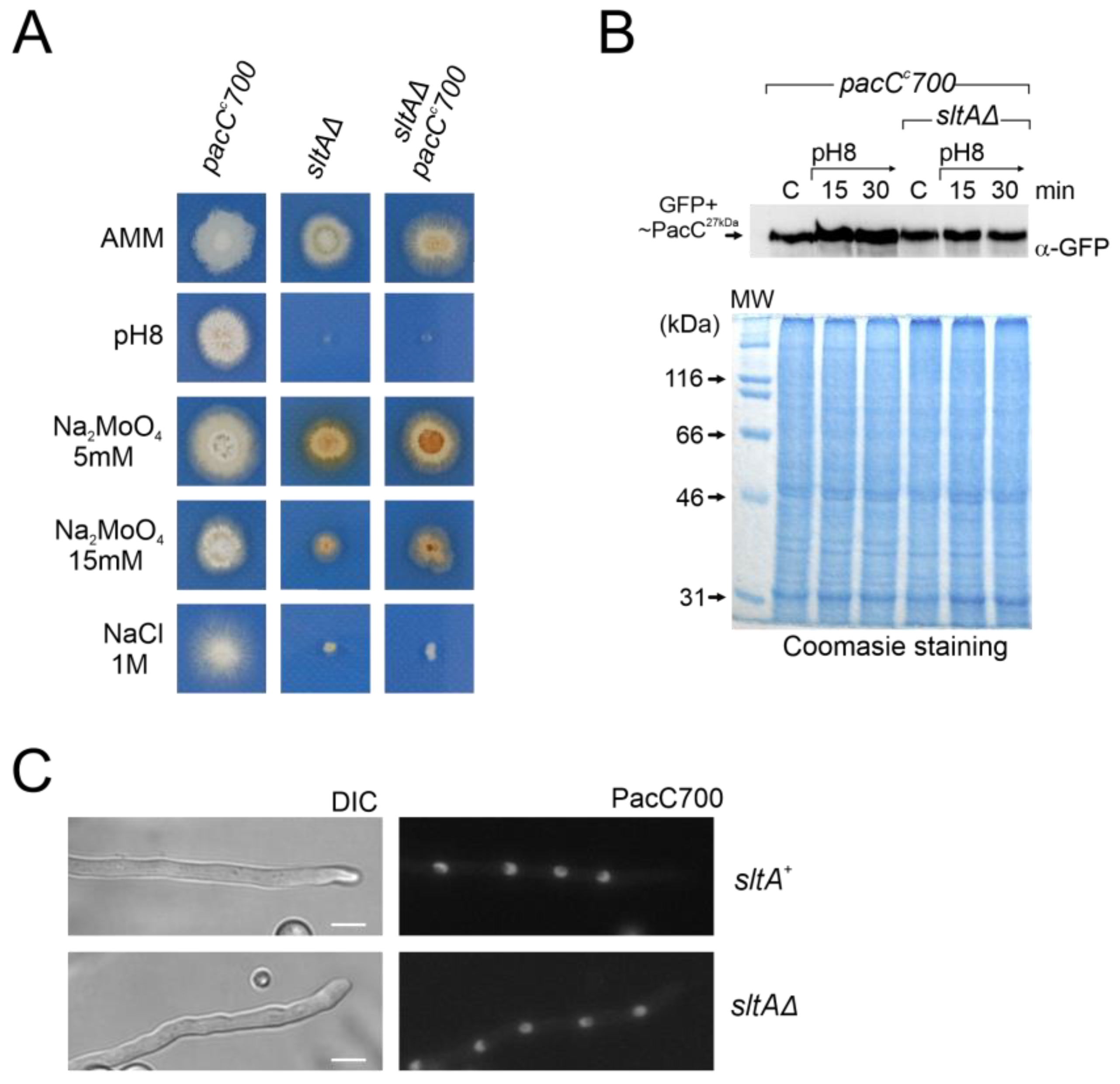 Cells 13 00651 g009 Cells 13 00651 g009