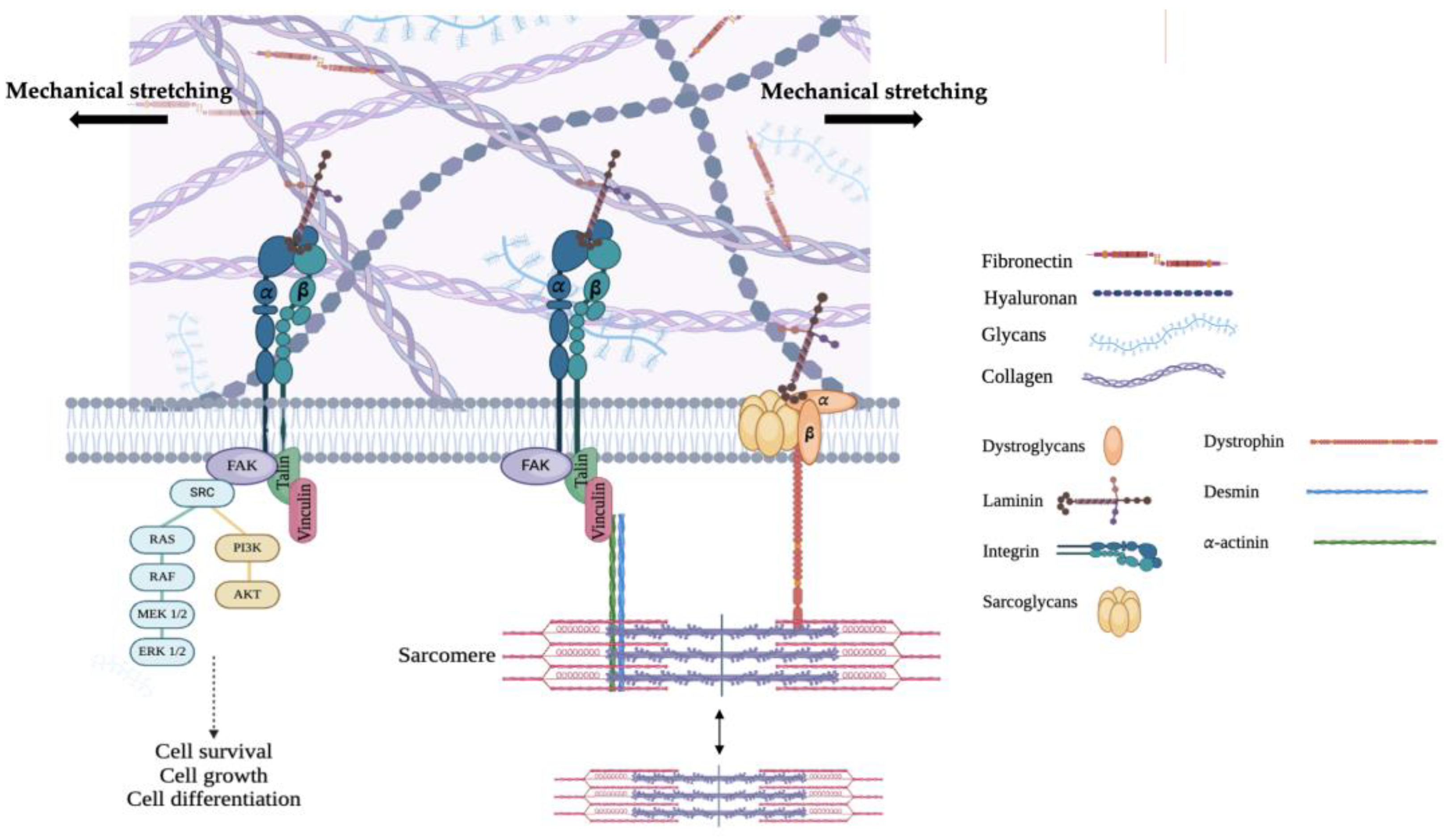 Cells 13 00664 g001 Cells 13 00664 g001