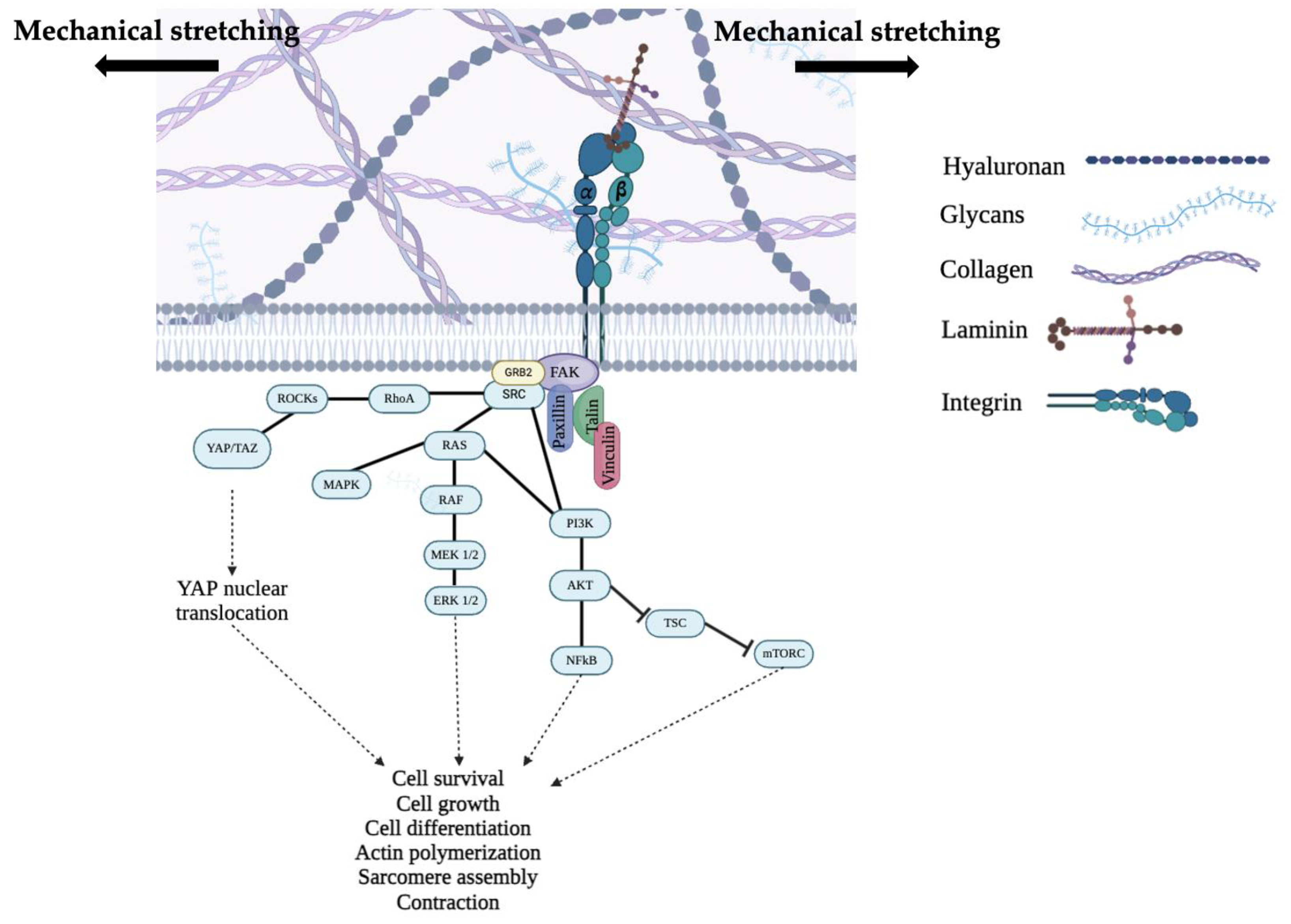 Cells 13 00664 g002 Cells 13 00664 g002