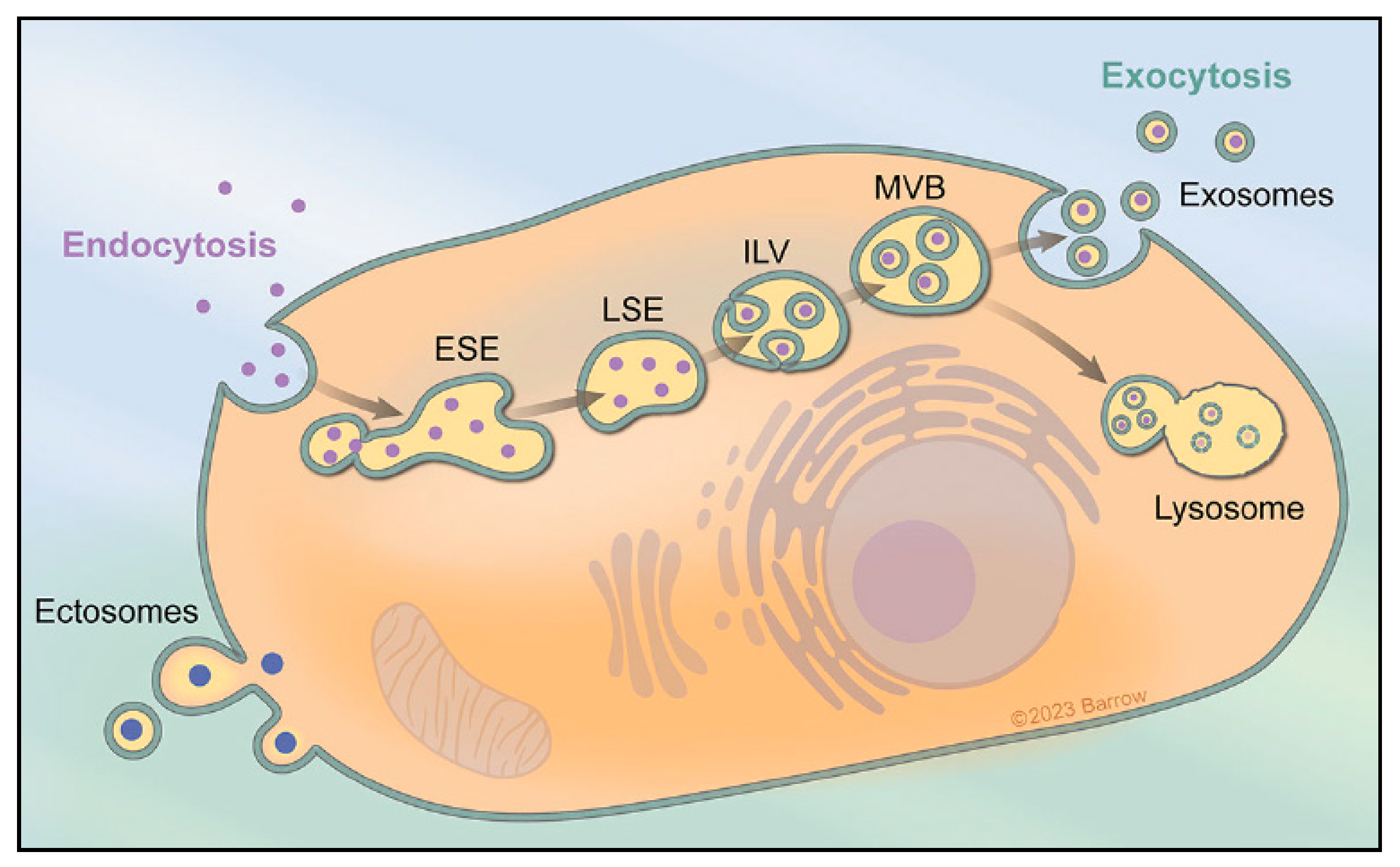 Exosomes in Vascular/Neurological Disorders and the Road Ahead Exosomes in Vascular/Neurological Disorders and the Road Ahead