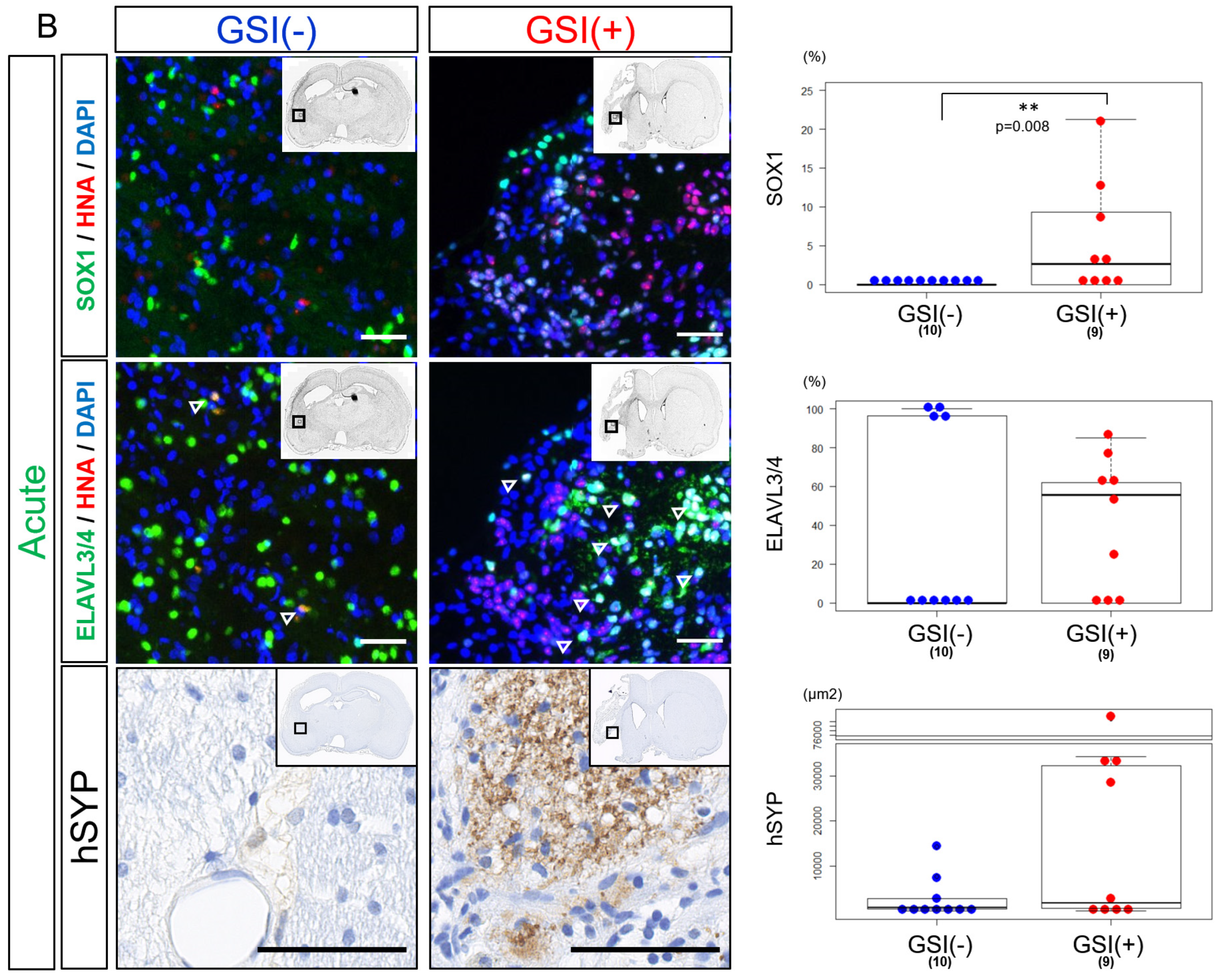 Cells 13 00671 g005b