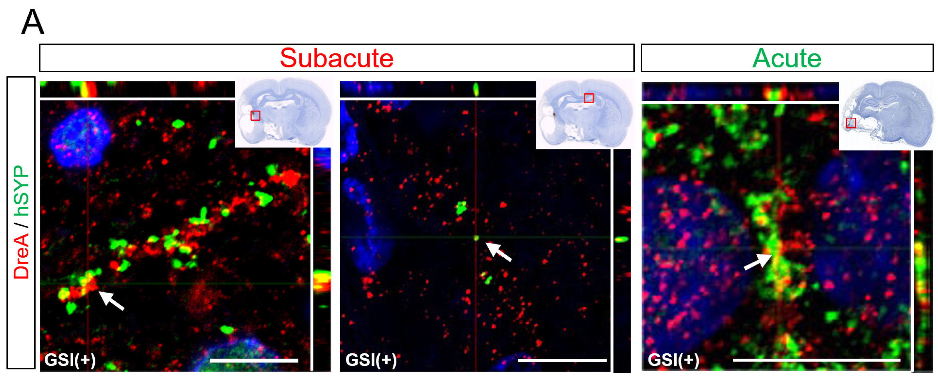 Cells 13 00671 g007a