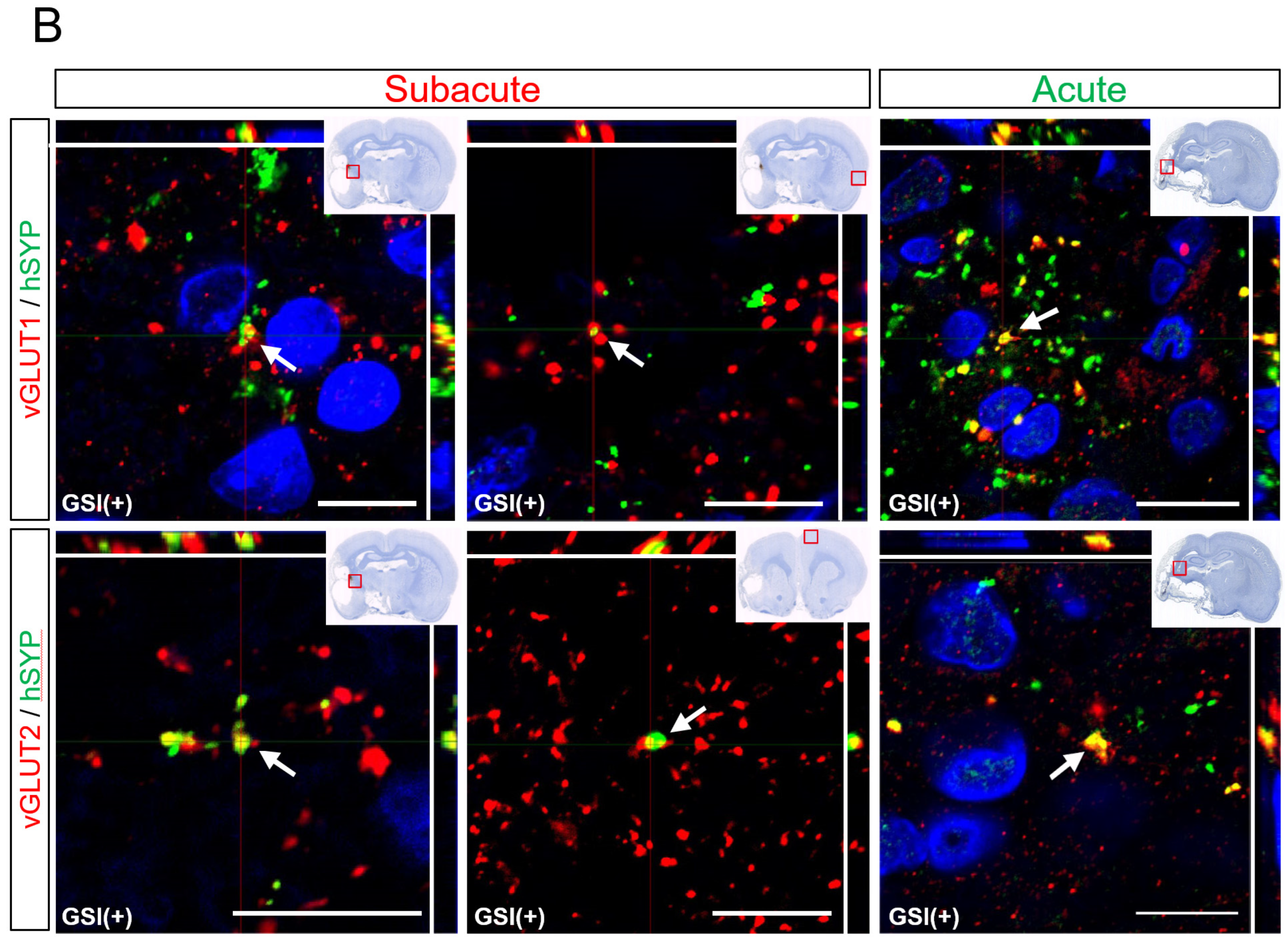 Cells 13 00671 g007b