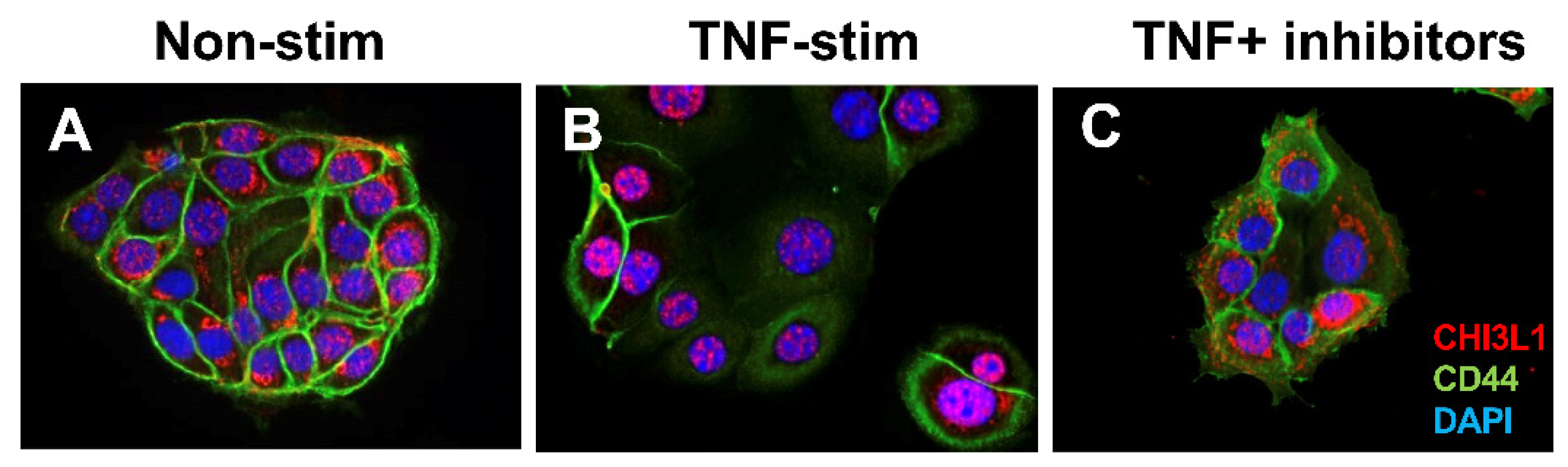 Cells 13 00678 g001 Cells 13 00678 g001