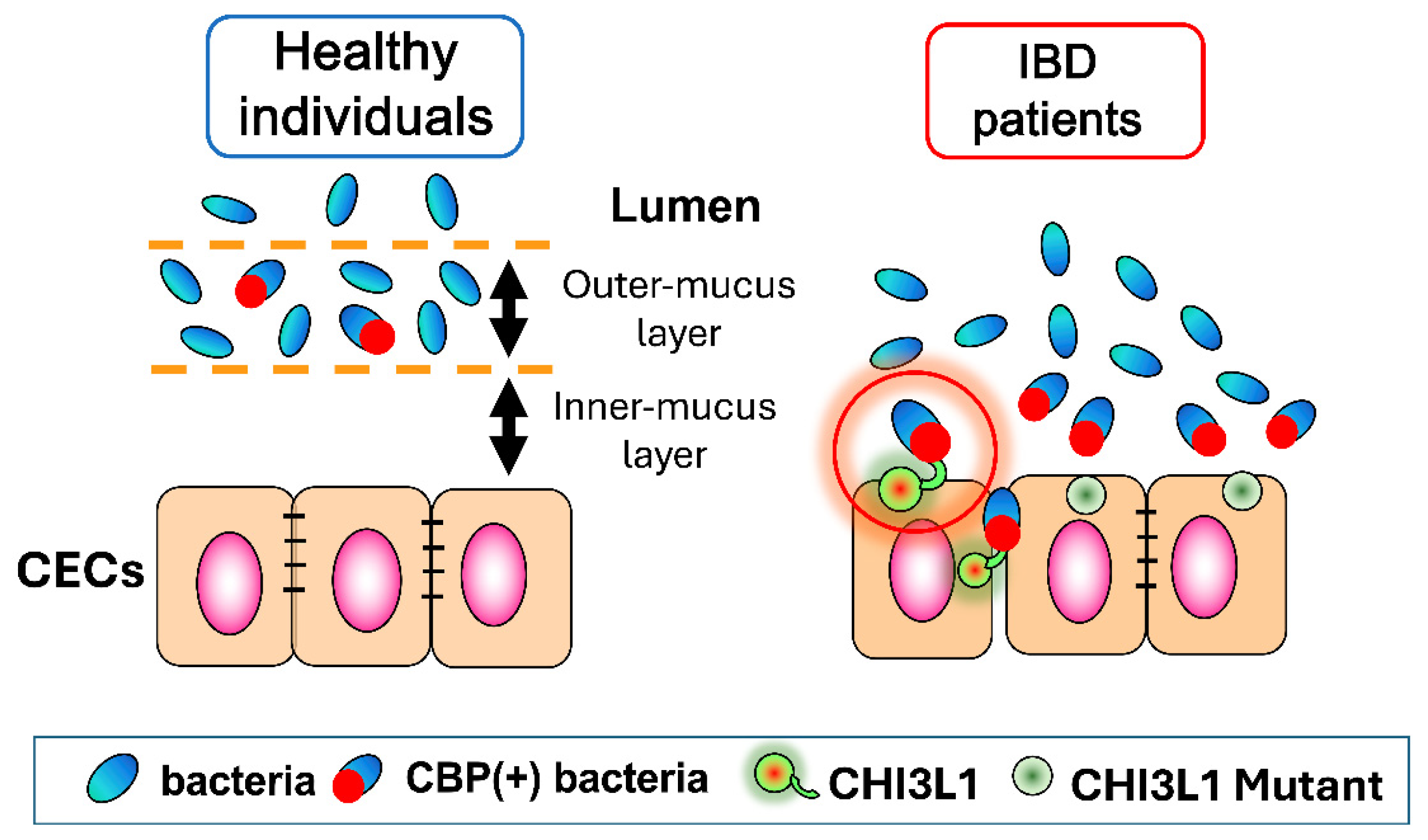 Cells 13 00678 g003 Cells 13 00678 g003