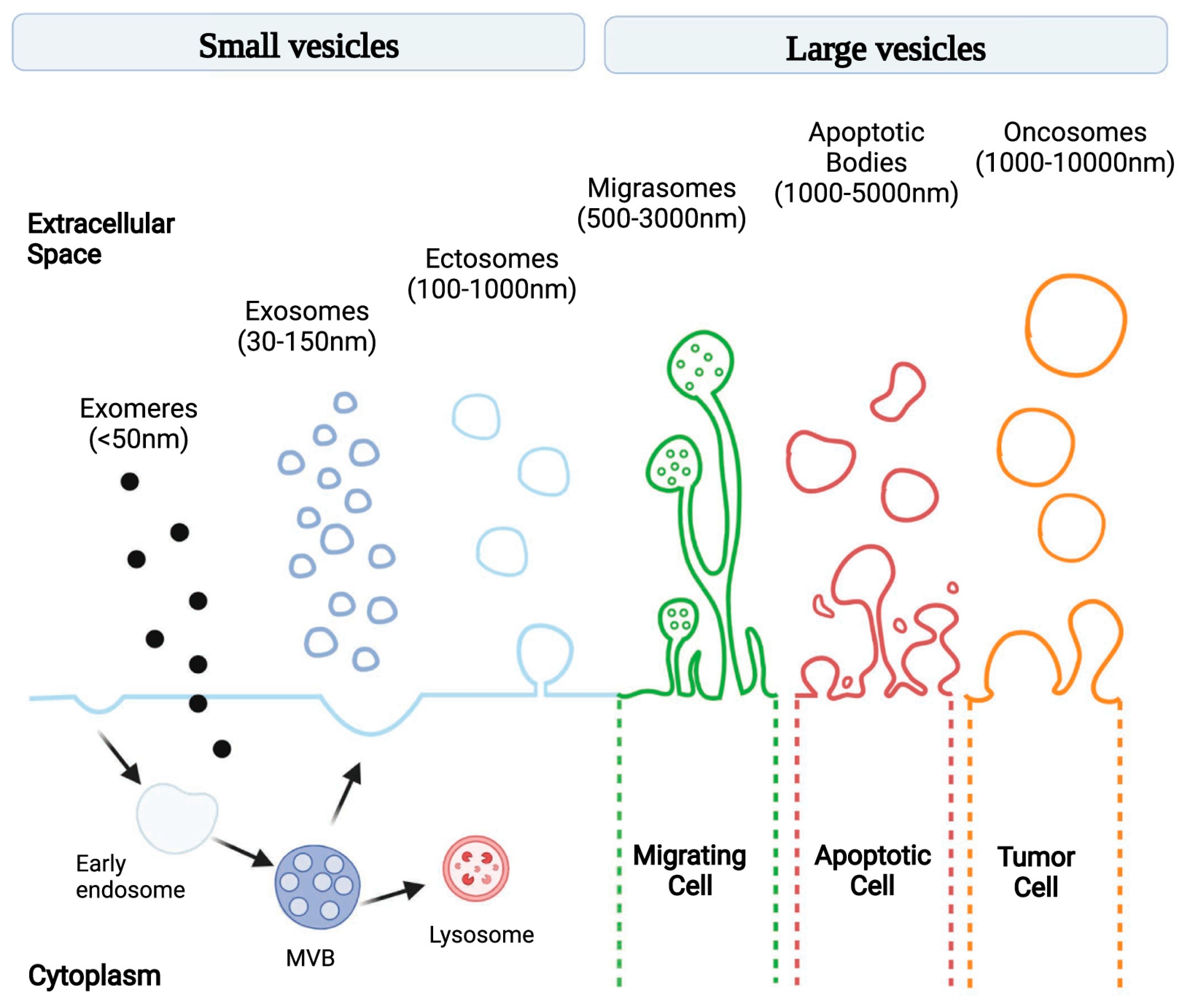 Cells 13 00682 g001 Cells 13 00682 g001