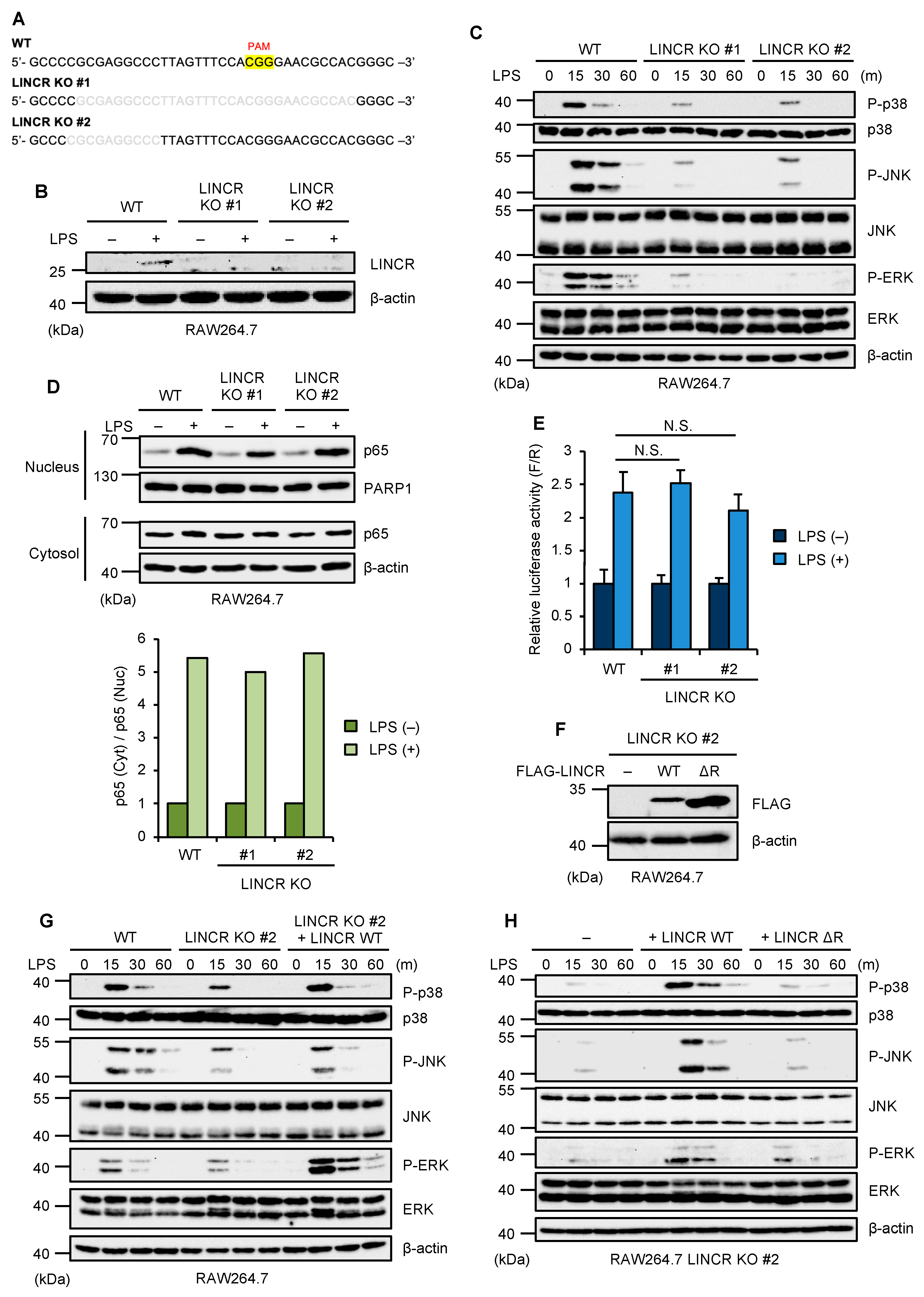 Cells 13 00687 g001 Cells 13 00687 g001