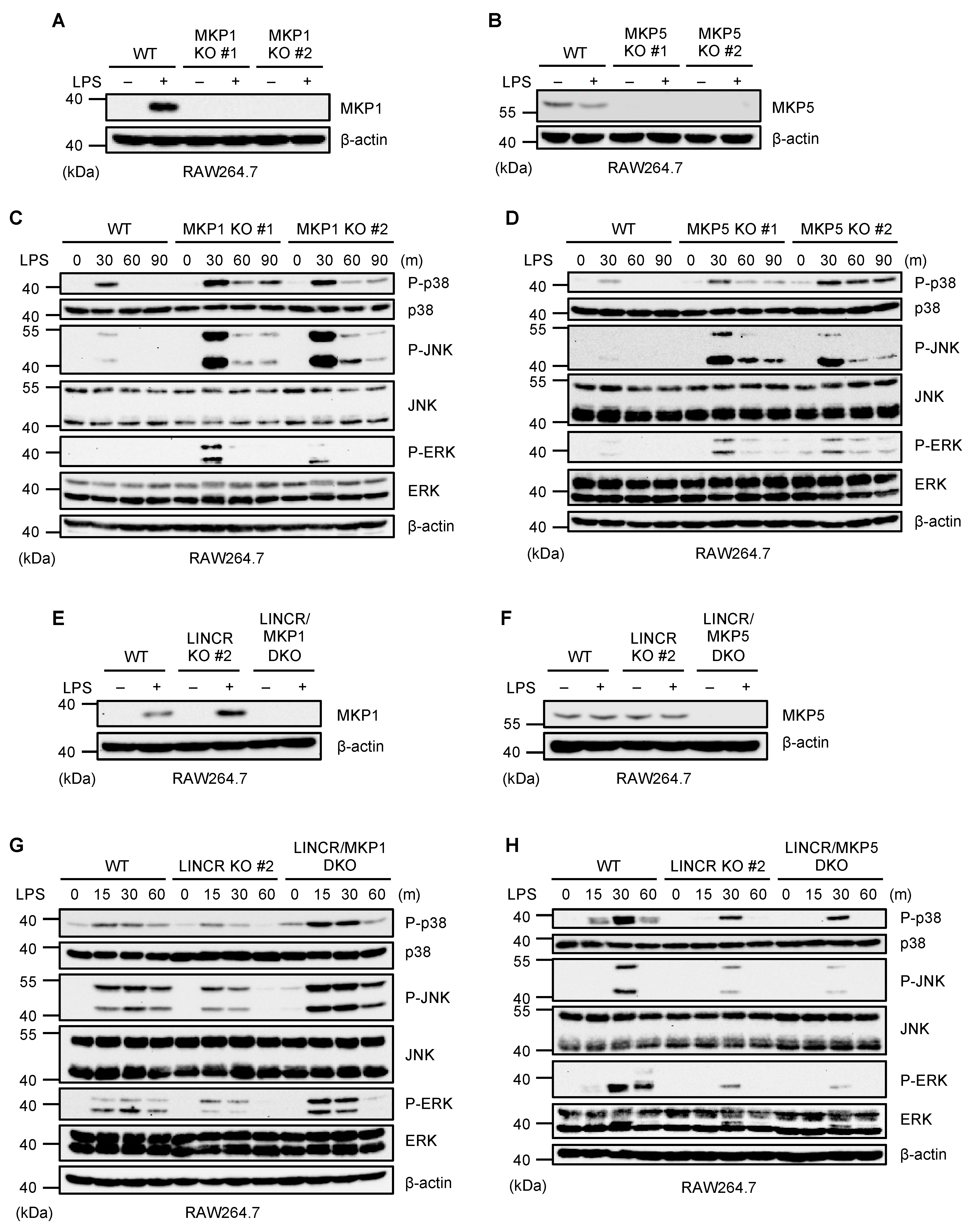 Cells 13 00687 g002 Cells 13 00687 g002