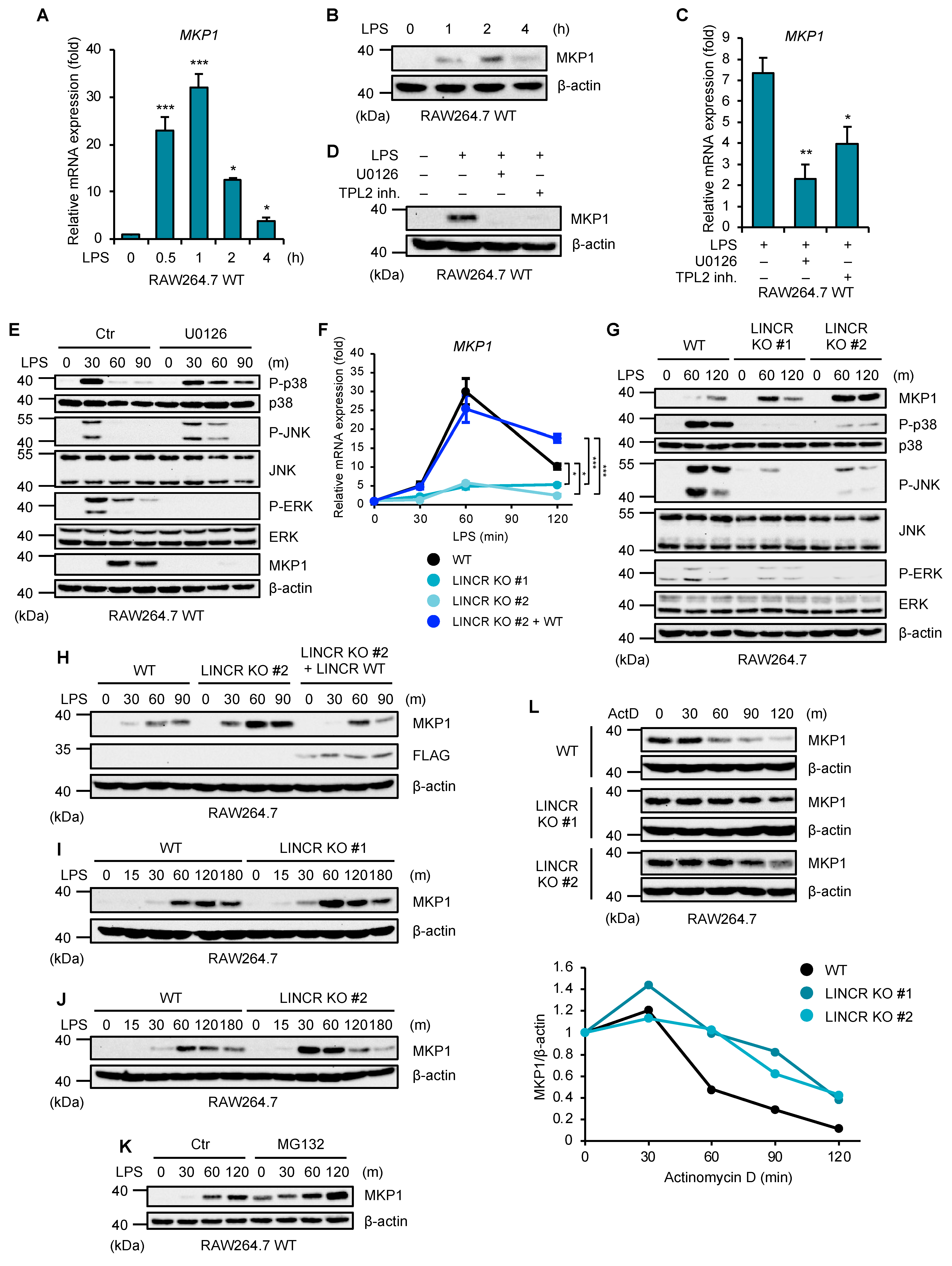 Cells 13 00687 g003 Cells 13 00687 g003