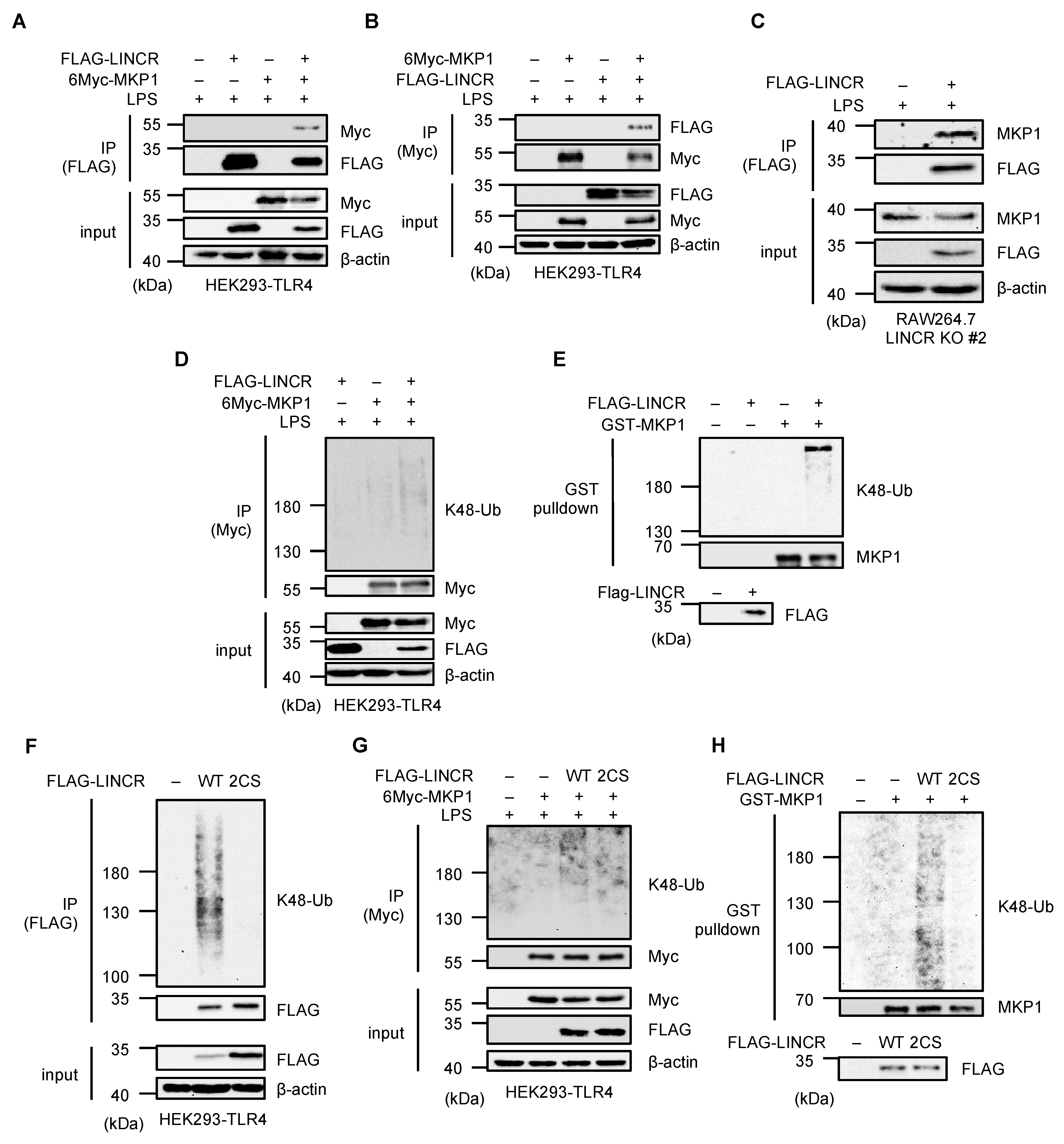 Cells 13 00687 g004 Cells 13 00687 g004
