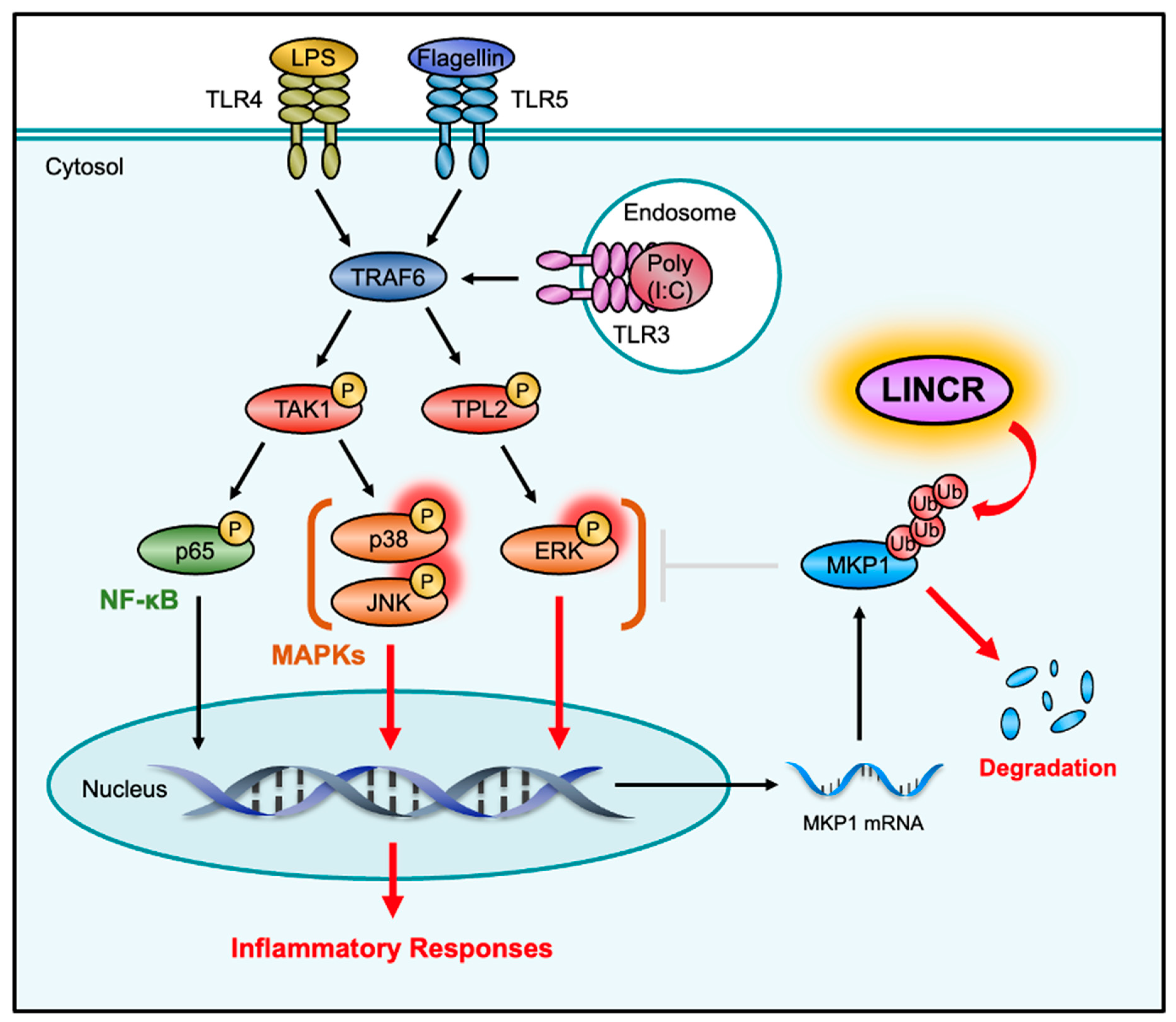 Cells 13 00687 g007 Cells 13 00687 g007
