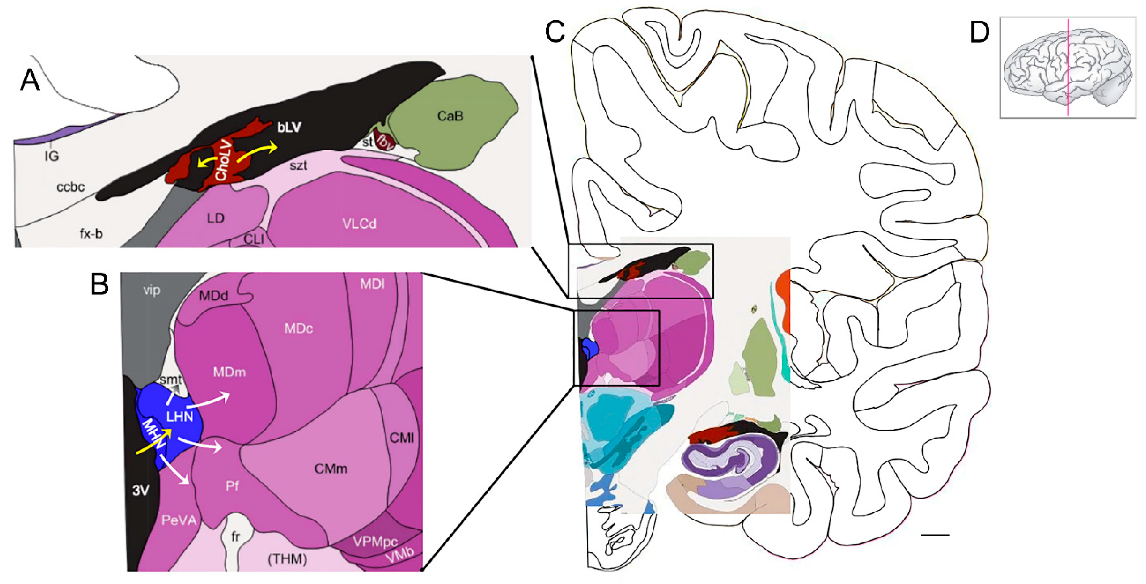 Cells 13 00689 g002 Cells 13 00689 g002
