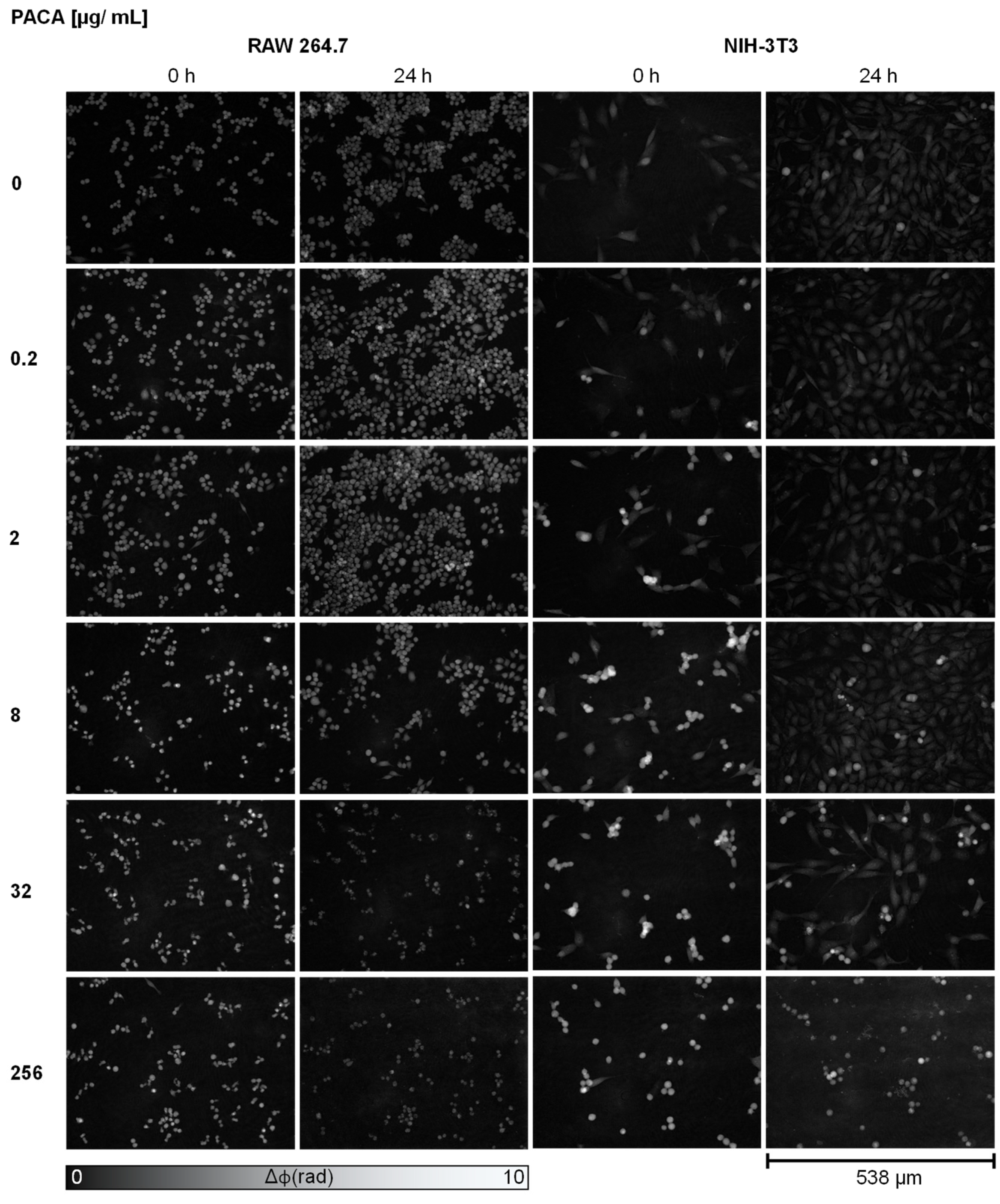 Cells 13 00697 g002 Cells 13 00697 g002
