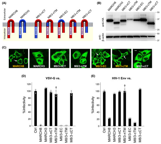 ※march8※UTAUTAI Further Characterization of the Antiviral Transmembrane Protein MARCH8