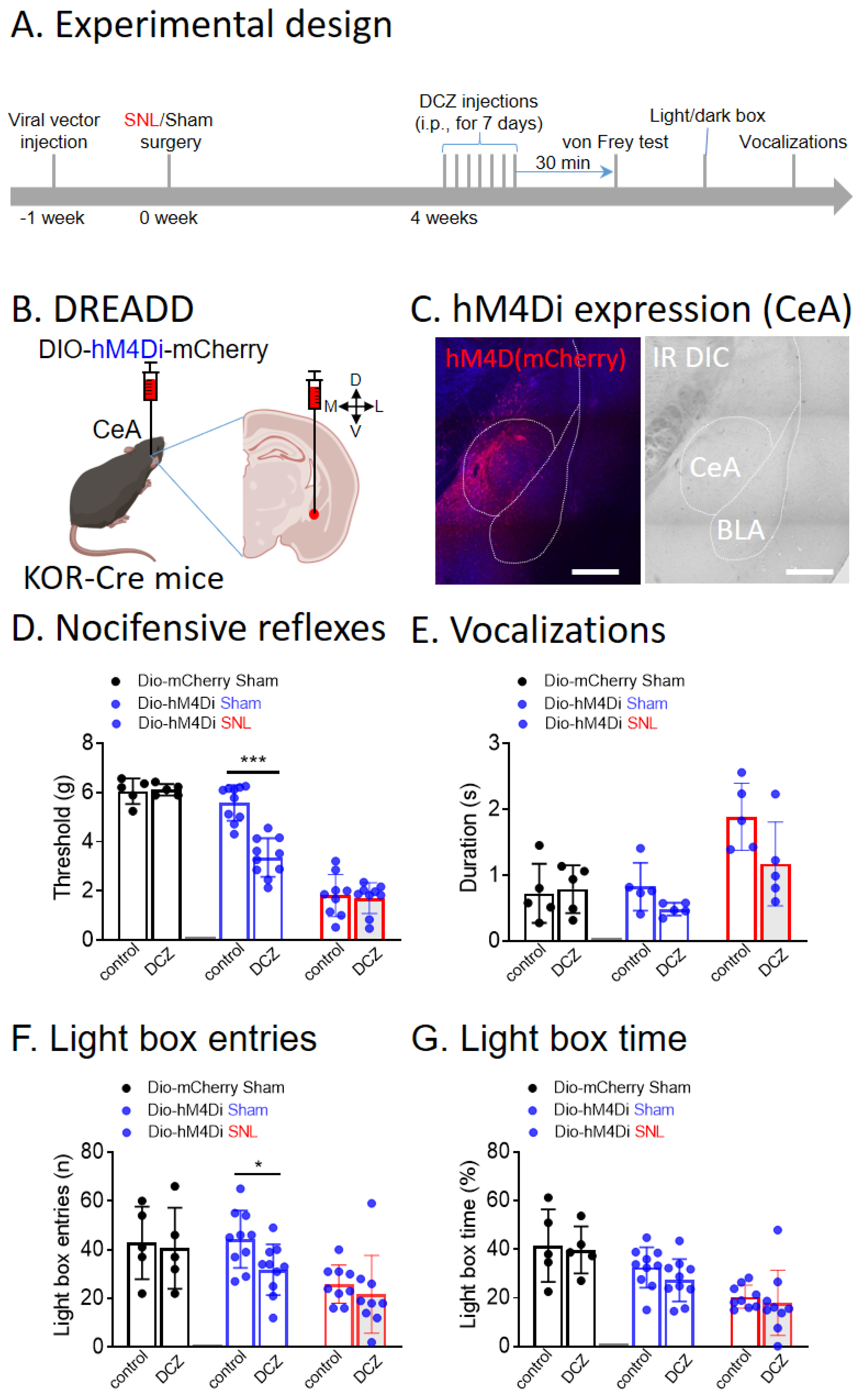 Cells 13 00705 g002 Cells 13 00705 g002