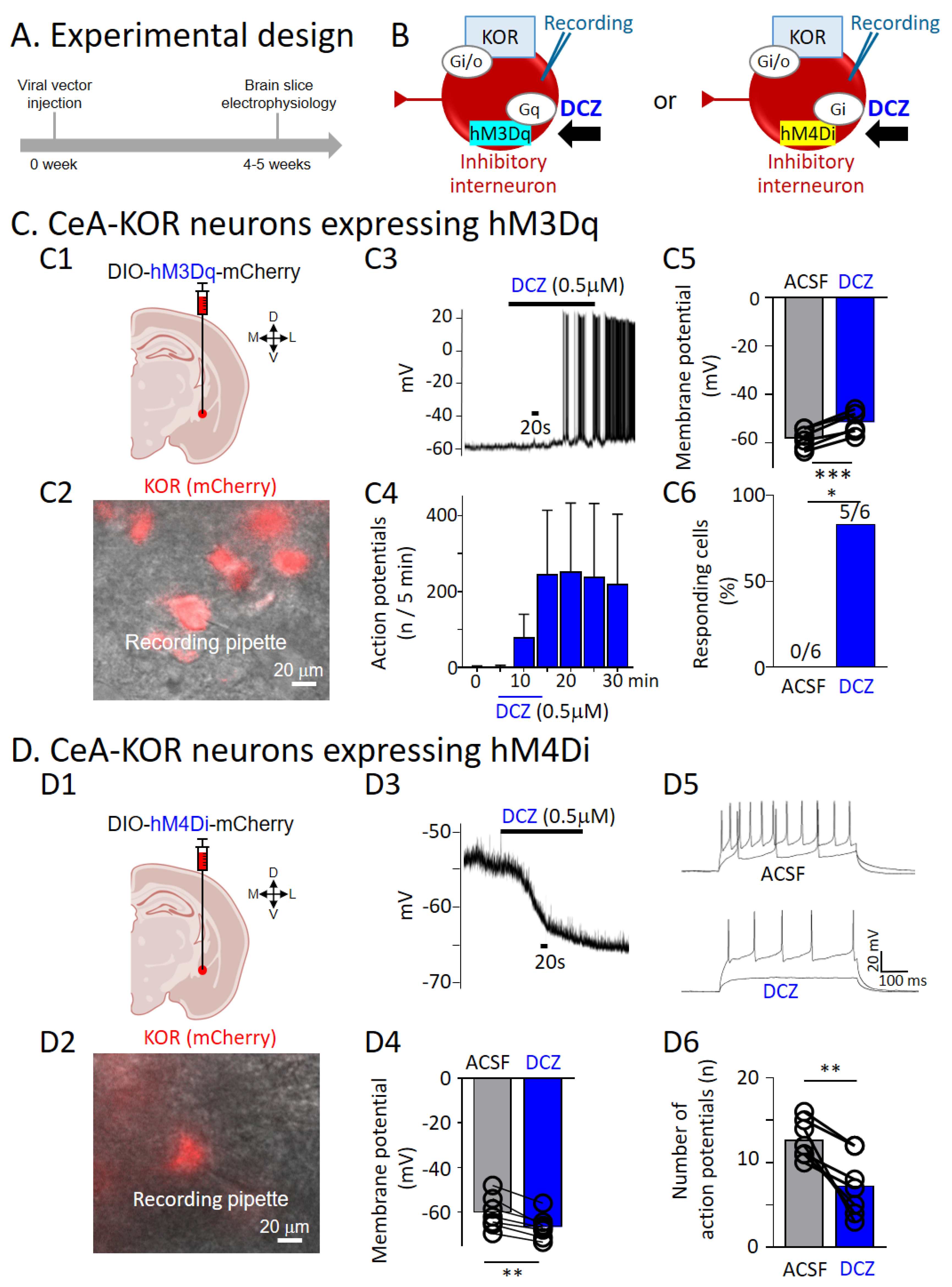 Cells 13 00705 g004 Cells 13 00705 g004