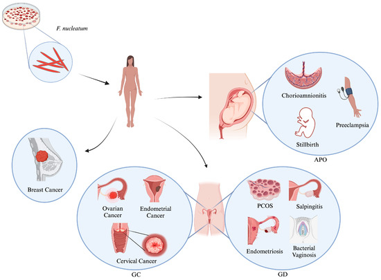 Fusobacterium nucleatum: An Overview of Evidence, Demi-Decadal