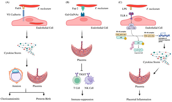 Fusobacterium nucleatum: An Overview of Evidence, Demi Fusobacterium nucleatum: An Overview of Evidence, Demi