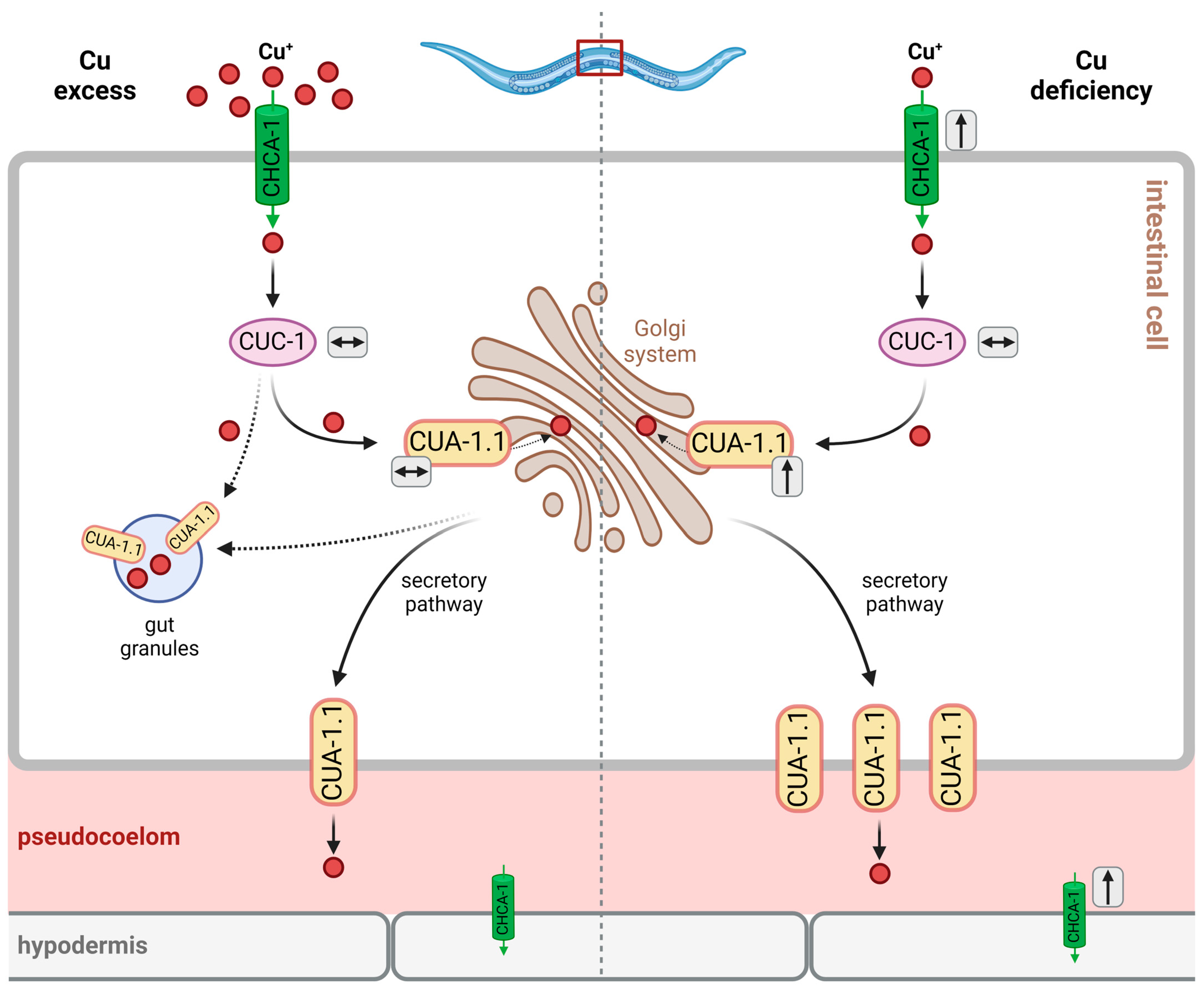 Cells 13 00727 g003 Cells 13 00727 g003