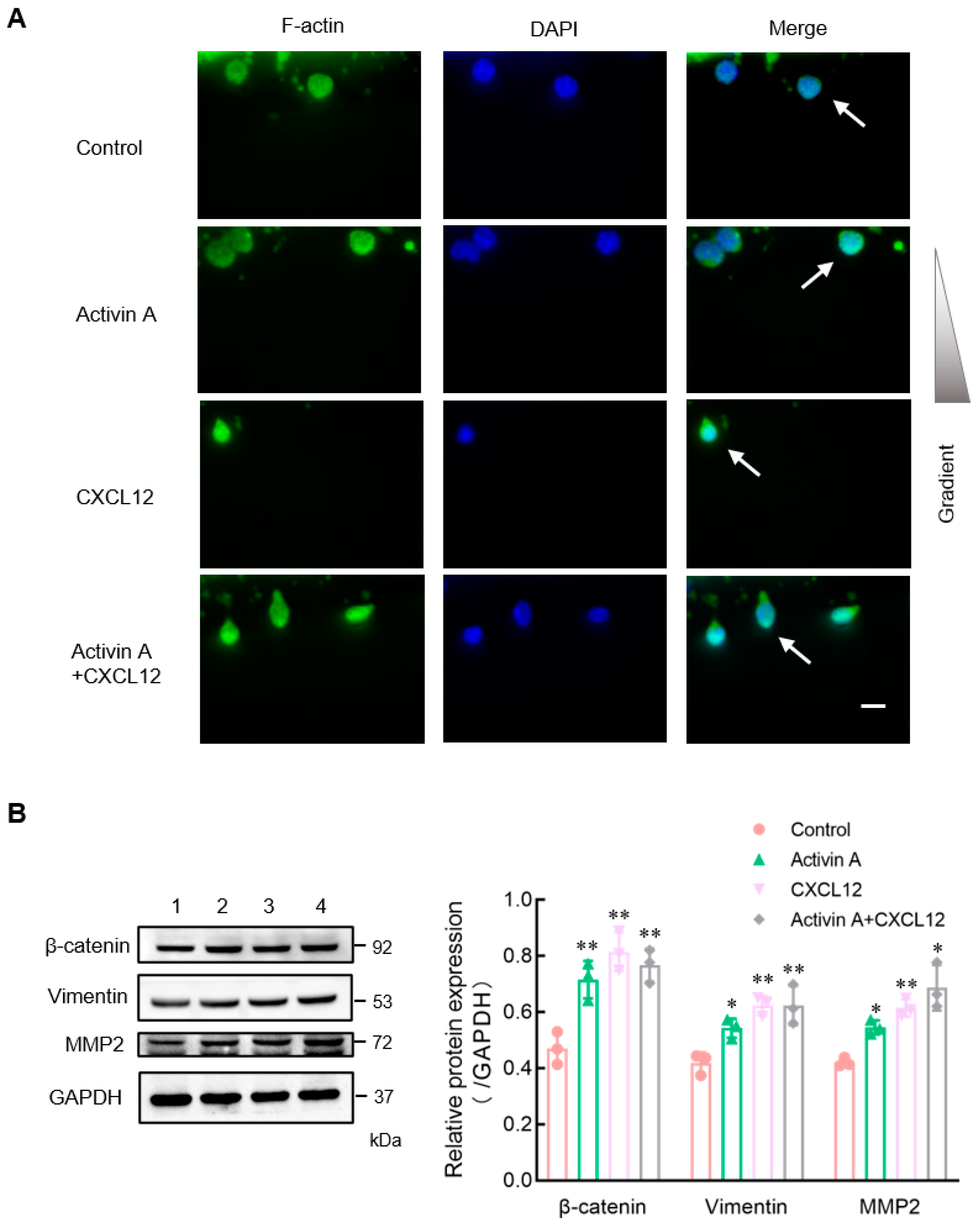 Cells 13 00728 g004 Cells 13 00728 g004