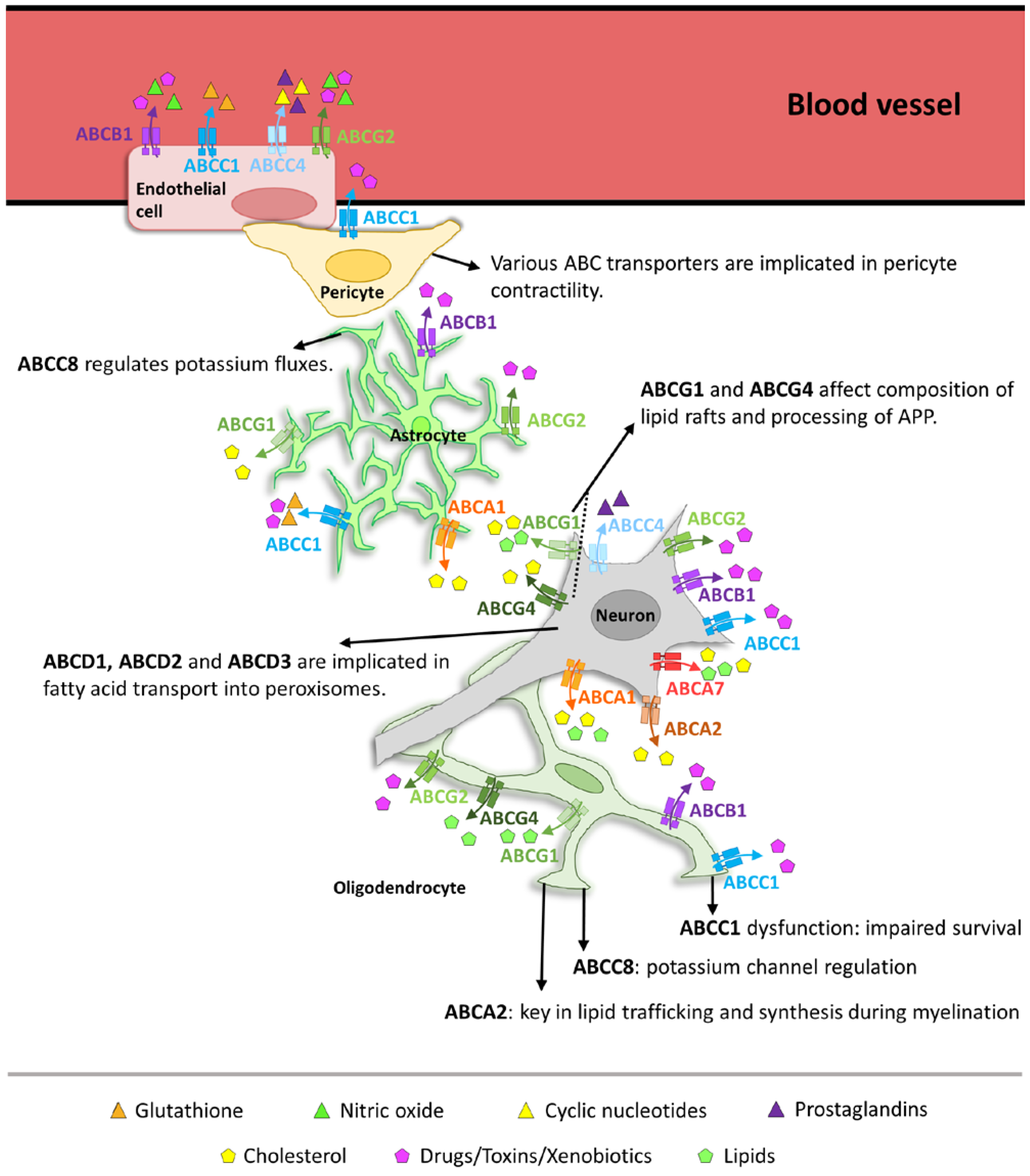 Cells 13 00740 g001 Cells 13 00740 g001