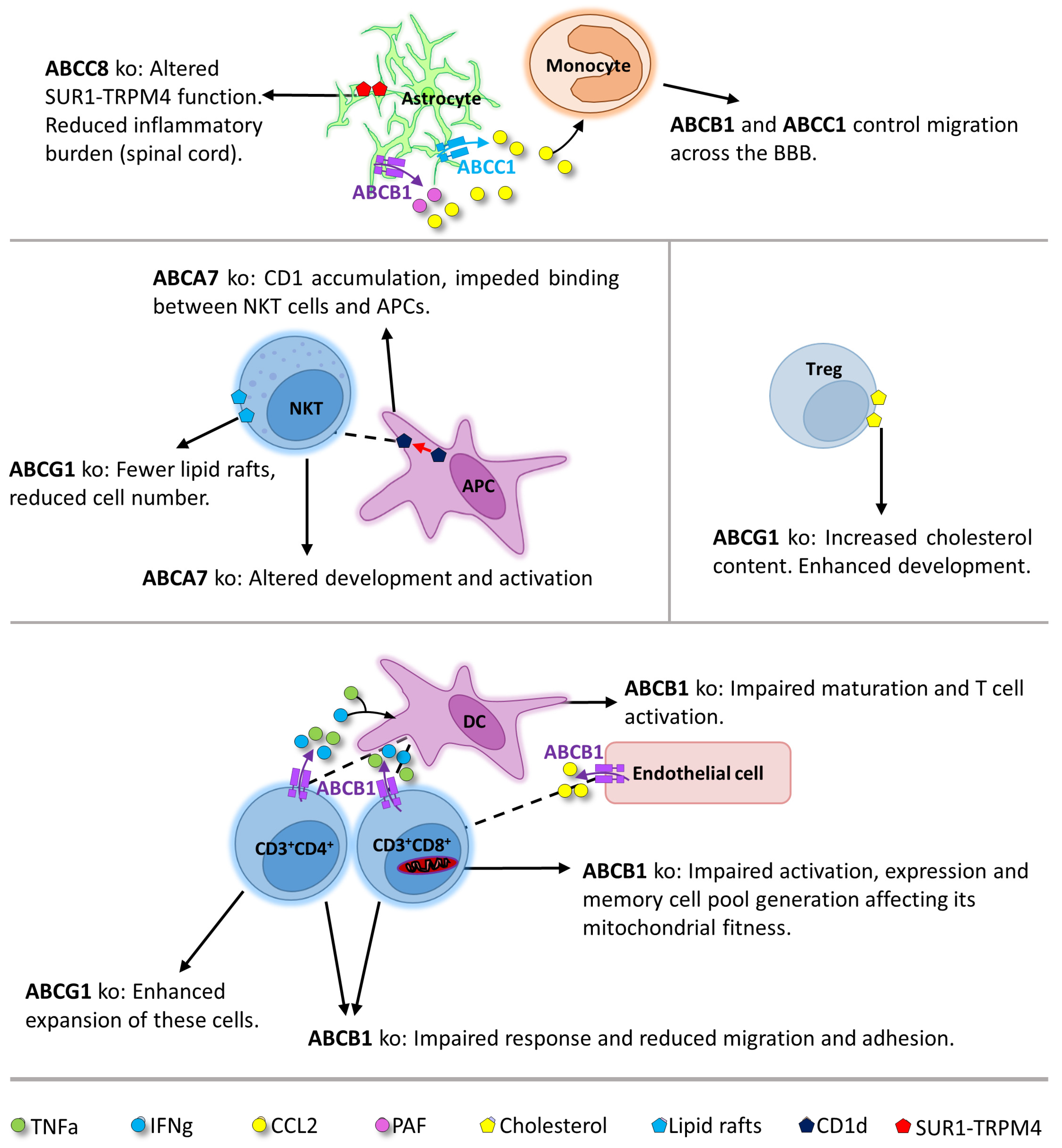Cells 13 00740 g002 Cells 13 00740 g002