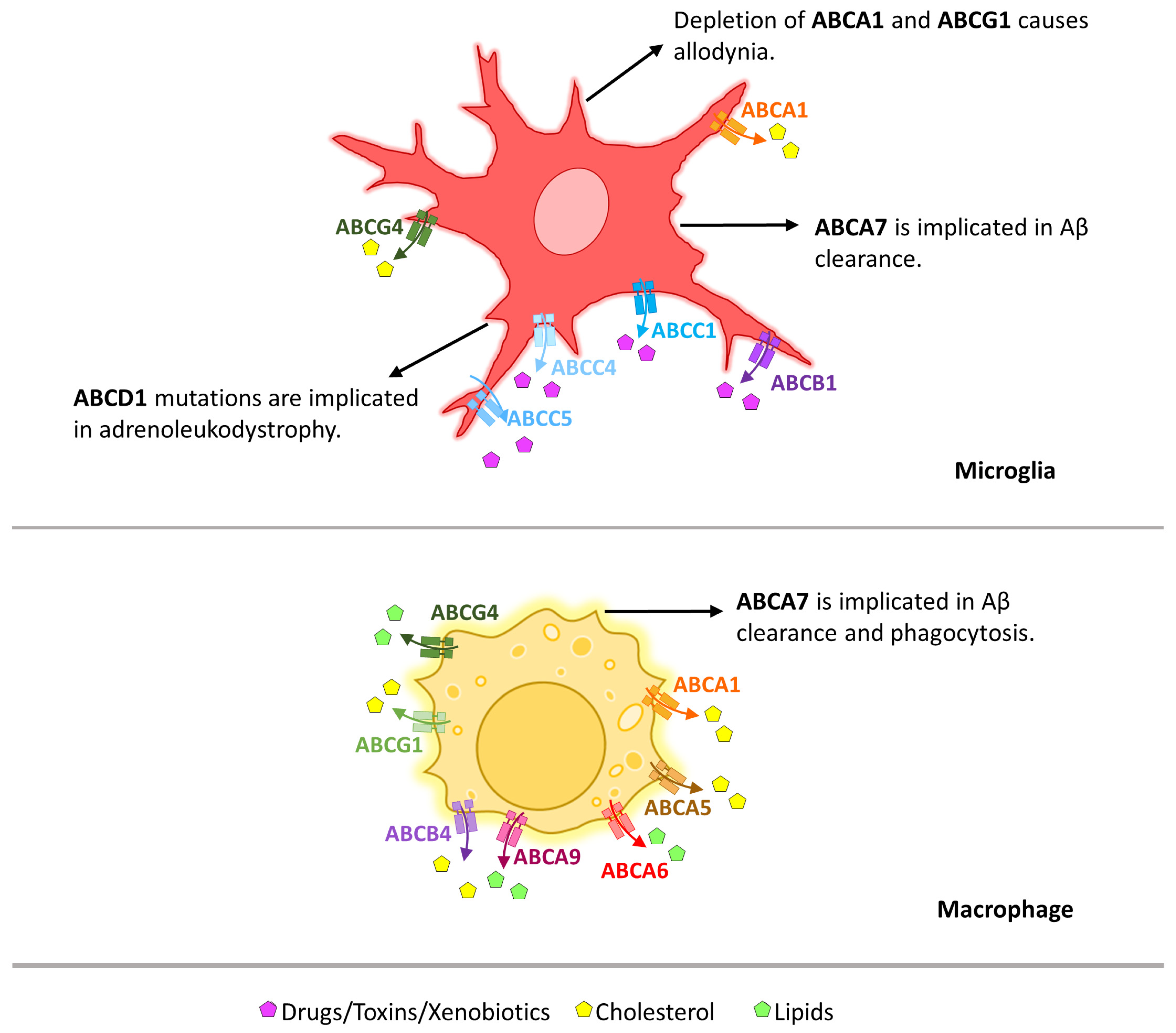 Cells 13 00740 g003 Cells 13 00740 g003