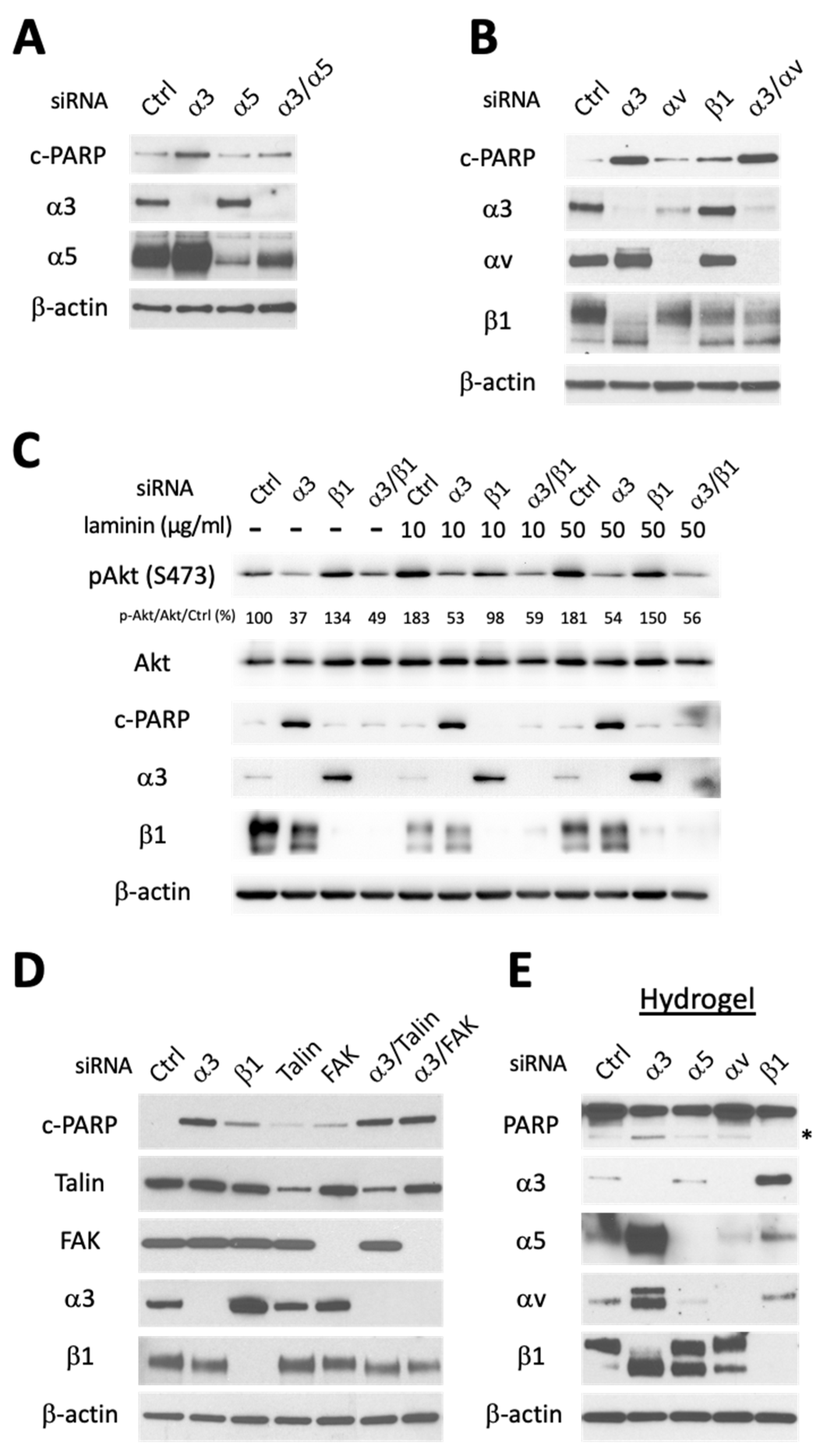 Cells 13 00753 g002 Cells 13 00753 g002