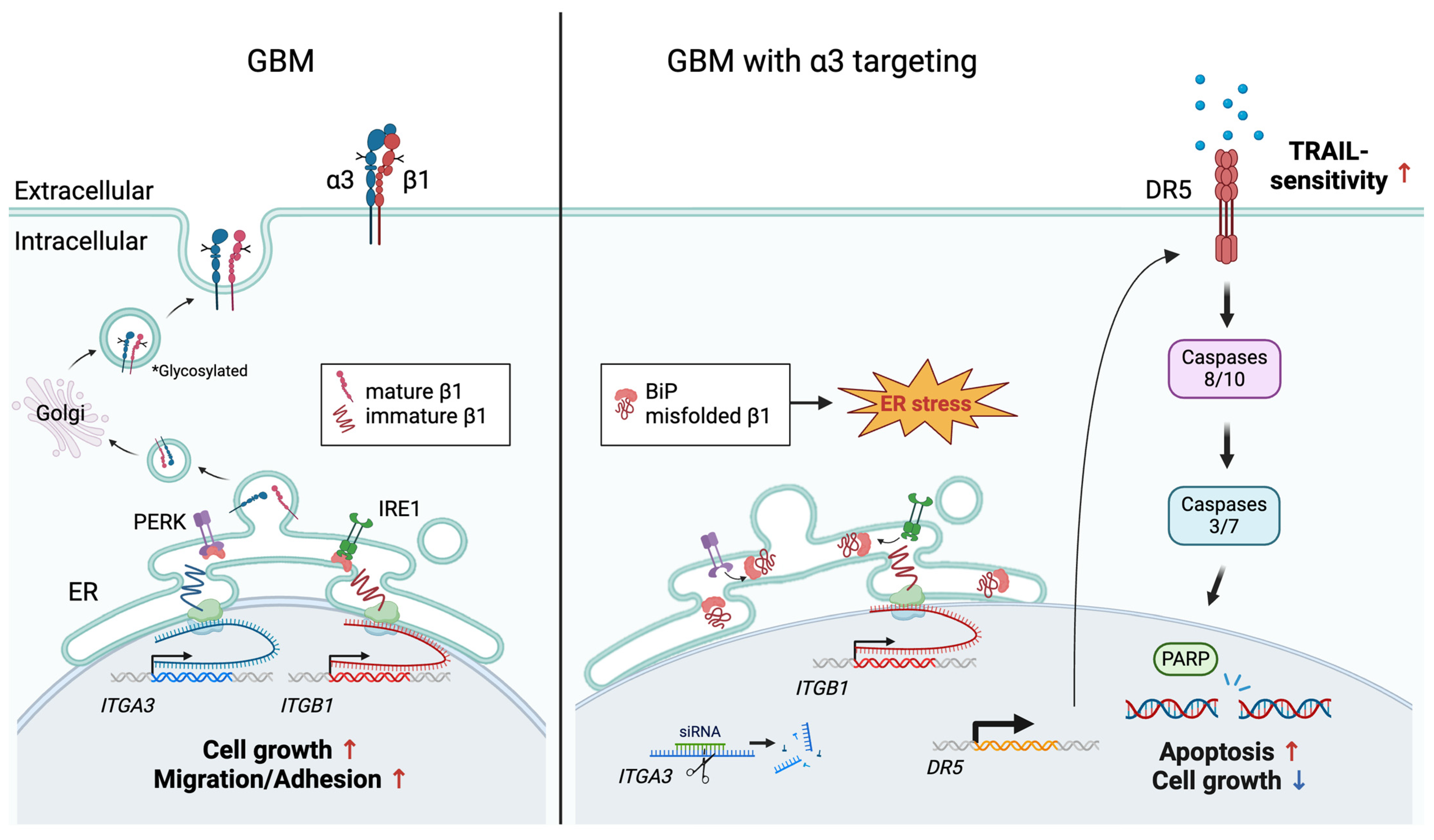 Cells 13 00753 g005 Cells 13 00753 g005